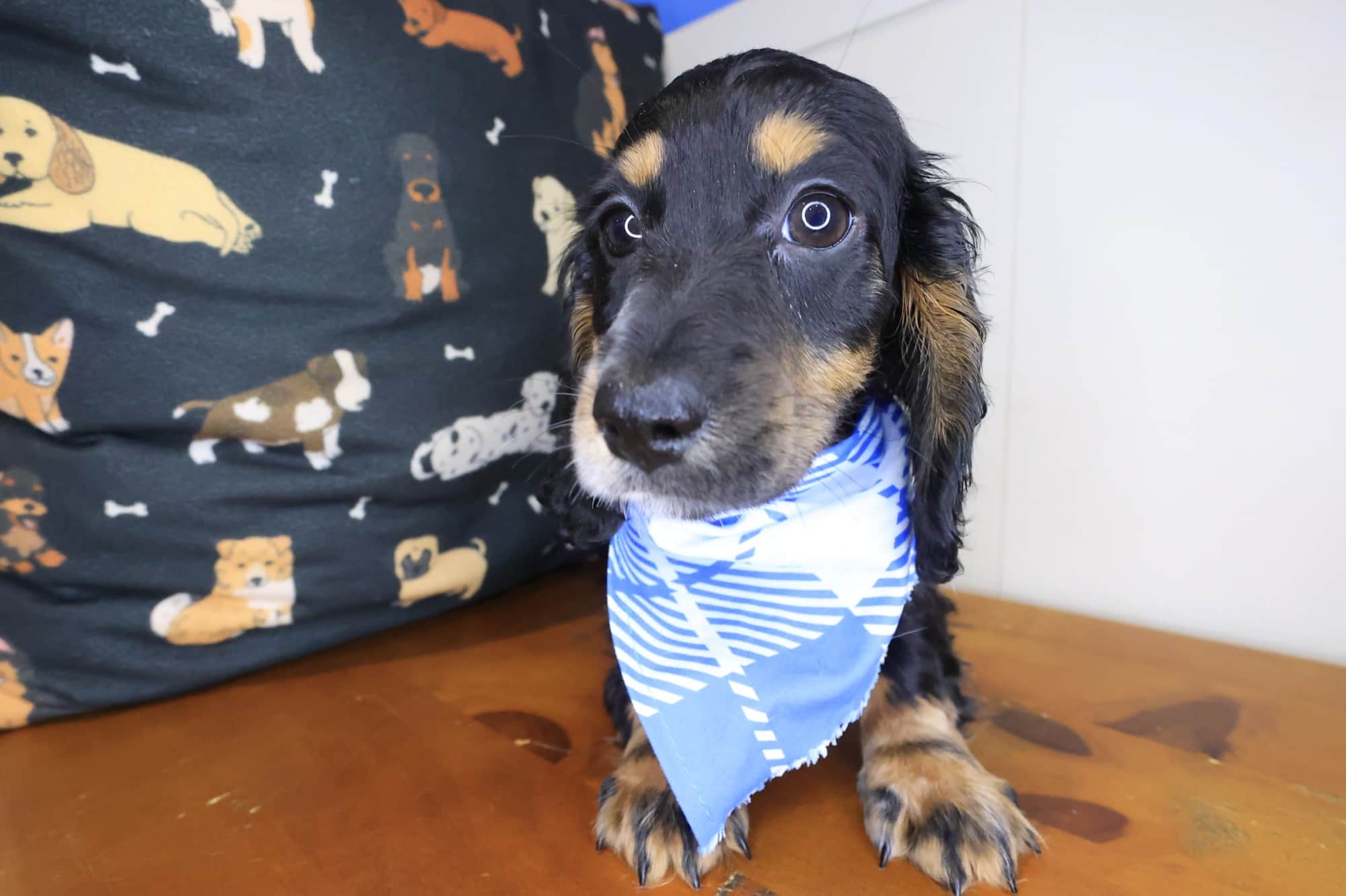 Rascal, Dachshund puppy