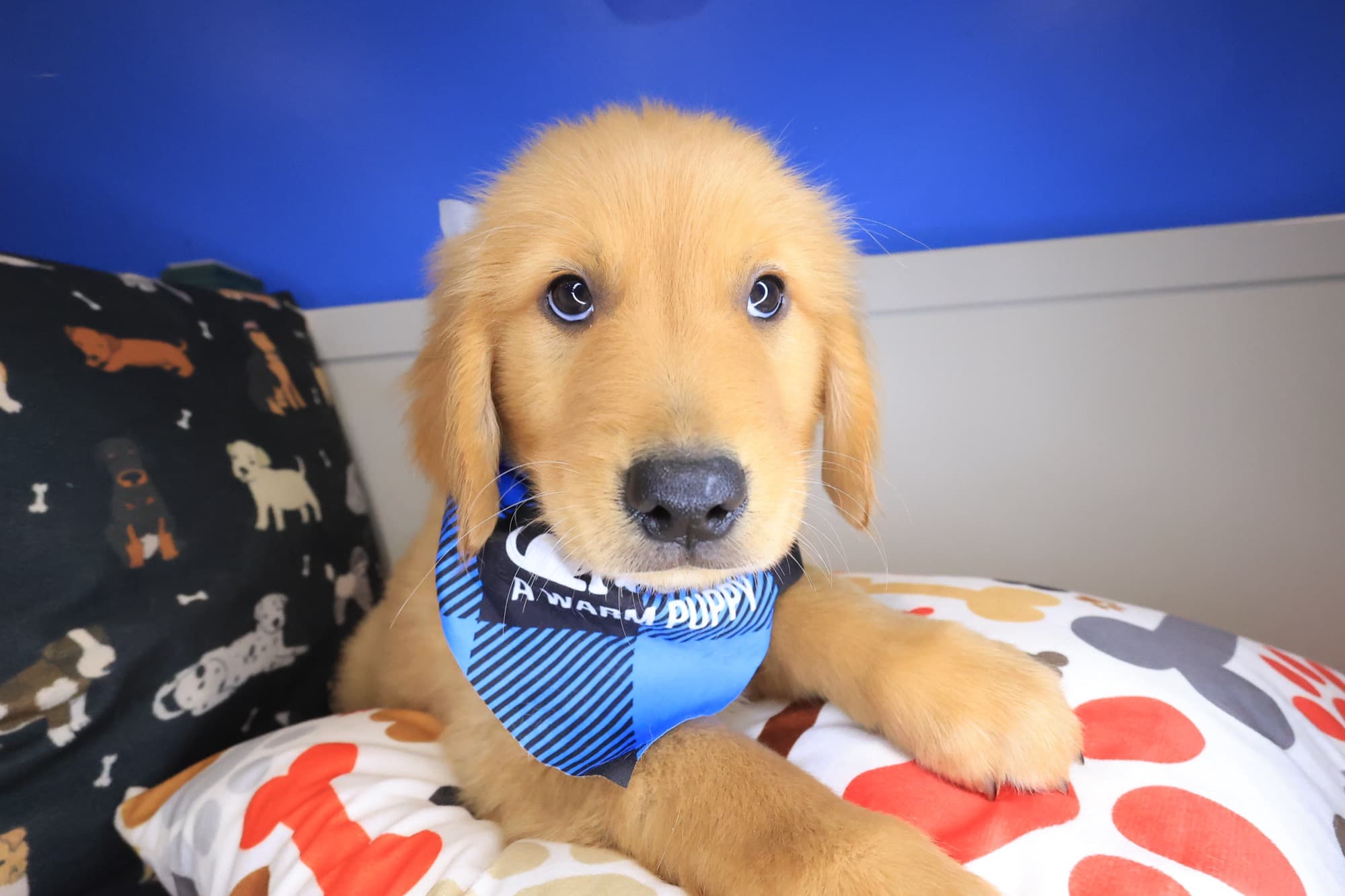 Han, Golden Retriever puppy