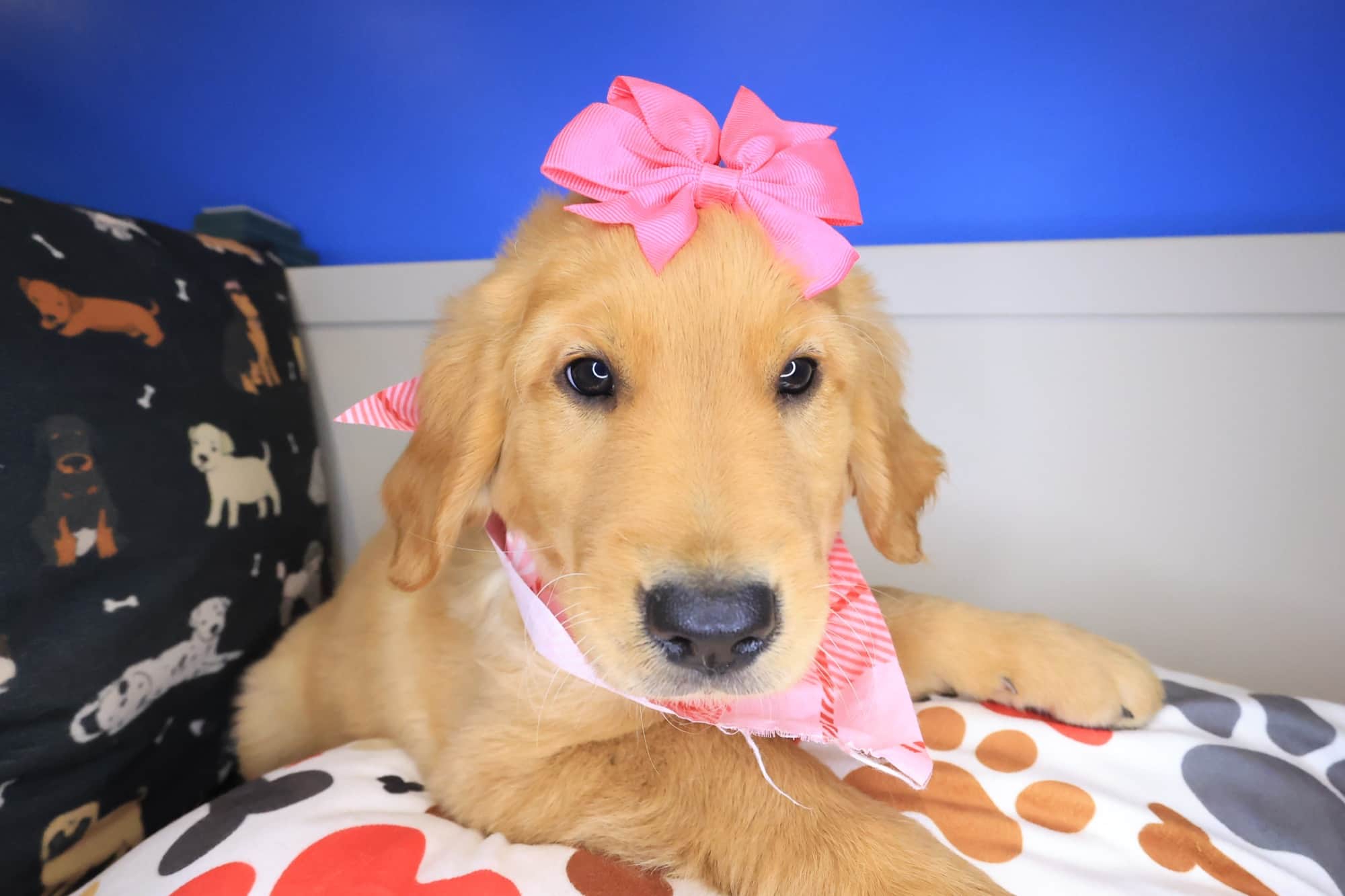 Reba, Golden Retriever puppy