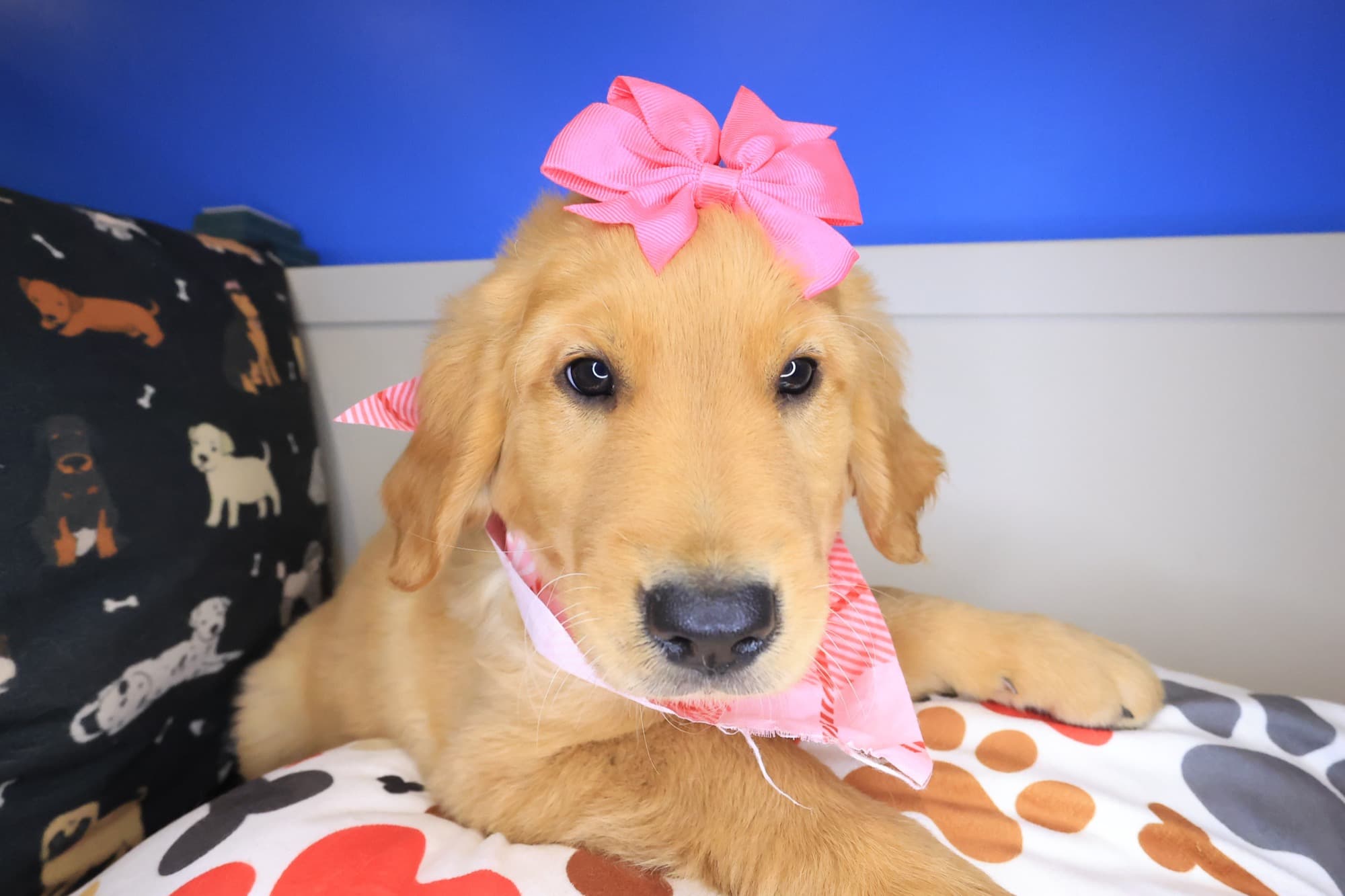 Reba, Golden Retriever puppy