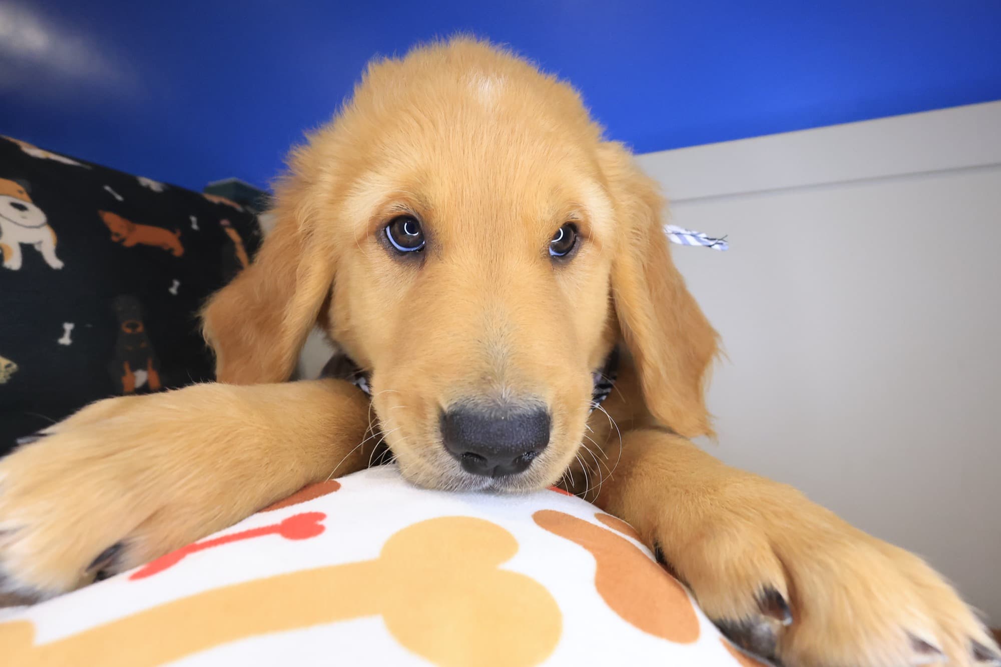 Tuscany, Golden Retriever puppy