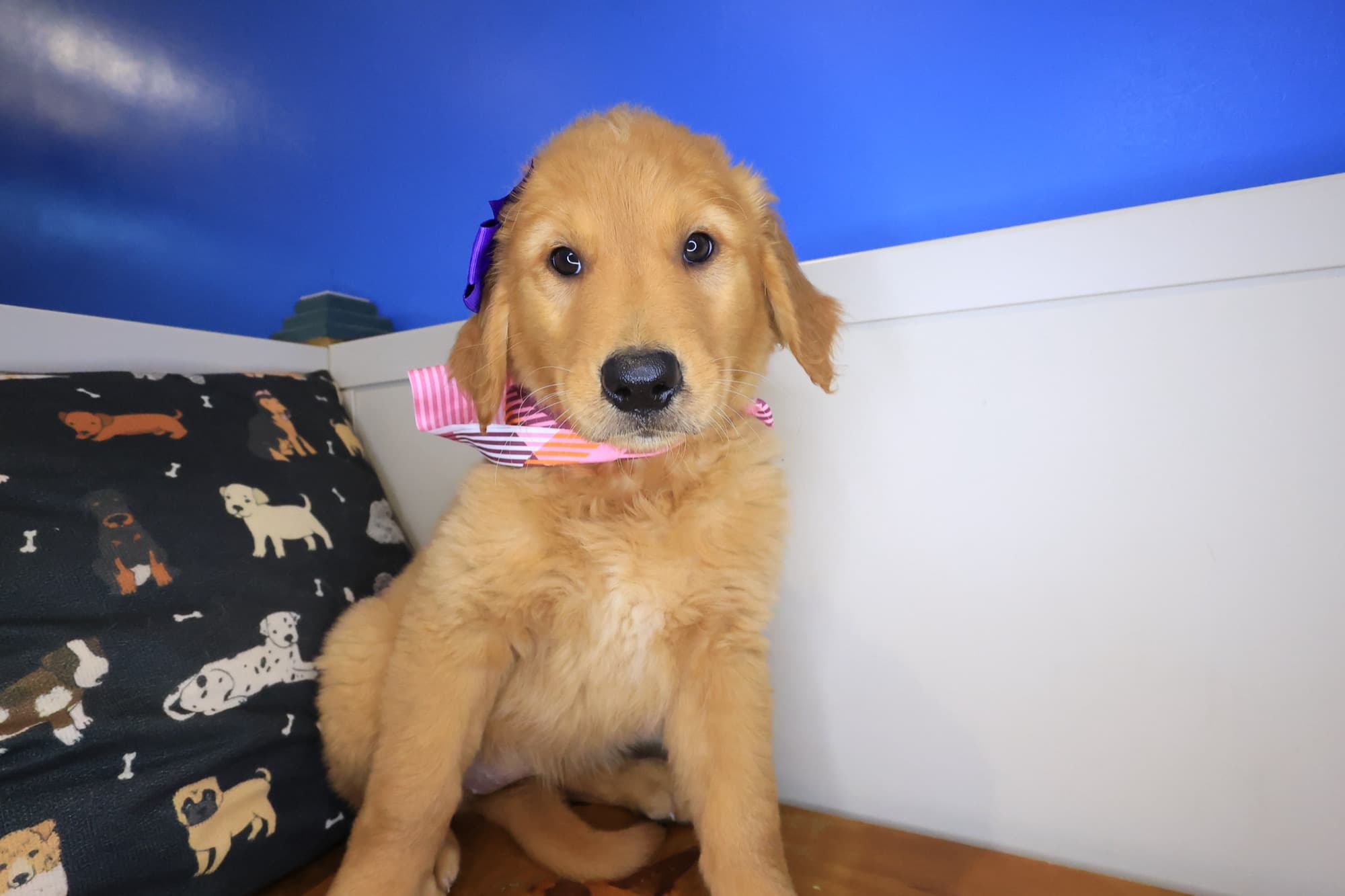 Snickers, Golden Retriever puppy