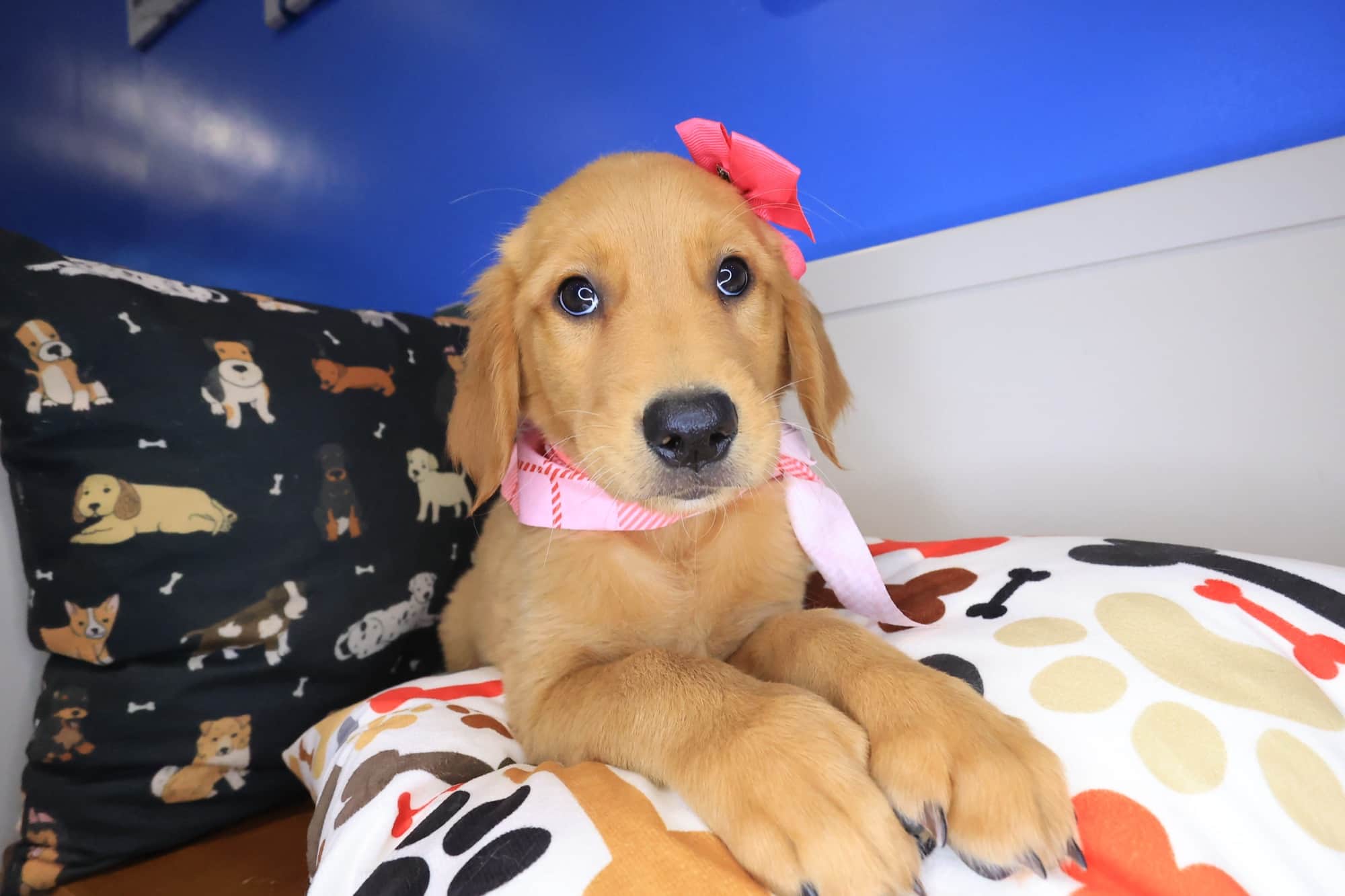 Willow, Golden Retriever puppy
