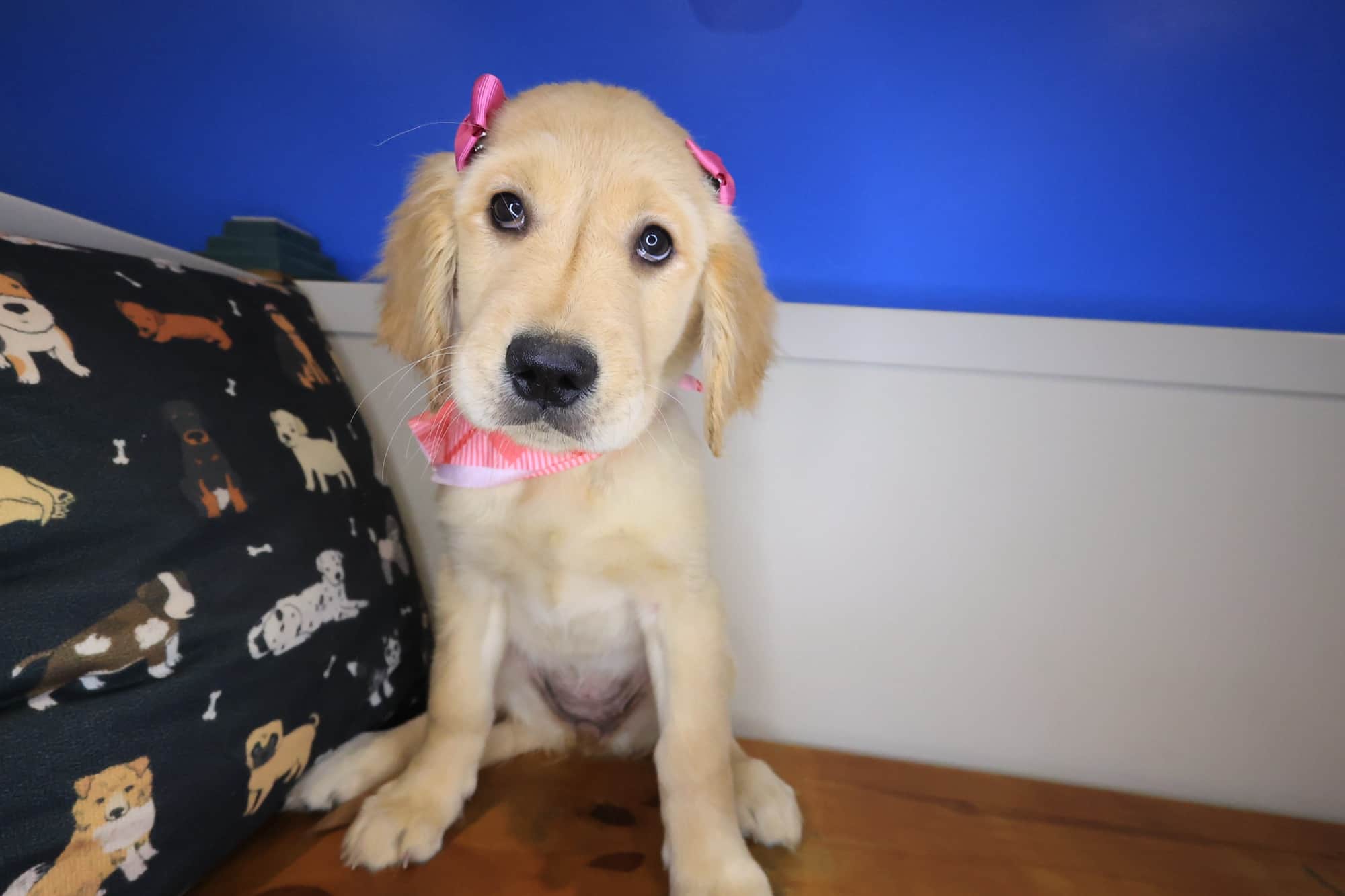 Morgan, Golden Retriever puppy