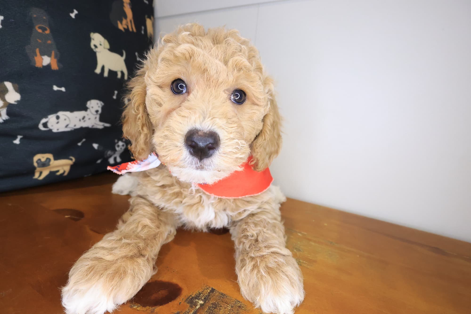 Inferno, Goldendoodle puppy