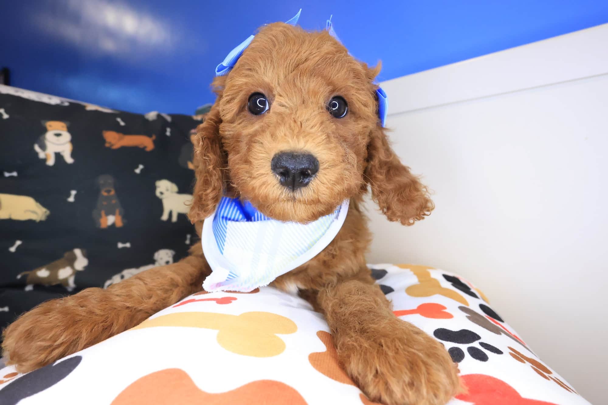 Finley, Goldendoodle puppy