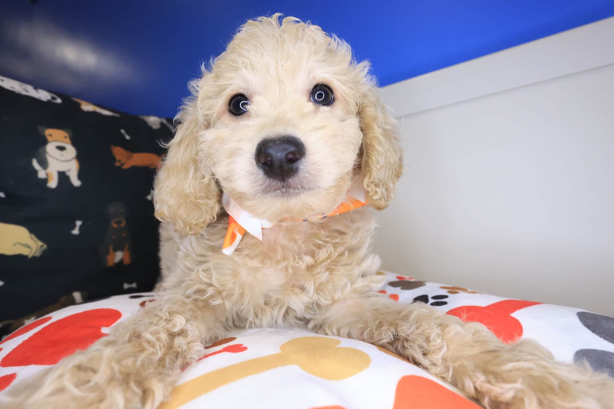 Bram, Goldendoodle puppy