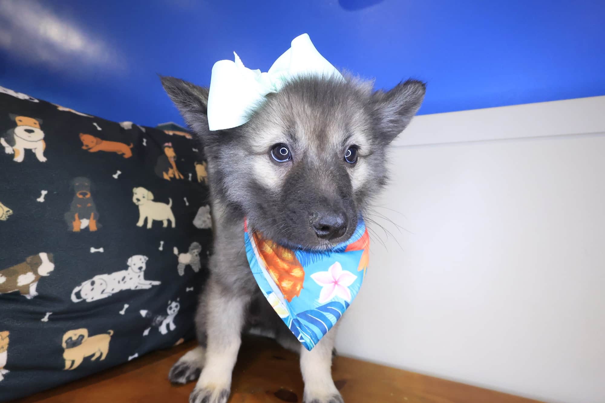 Quinn, Keeshond puppy