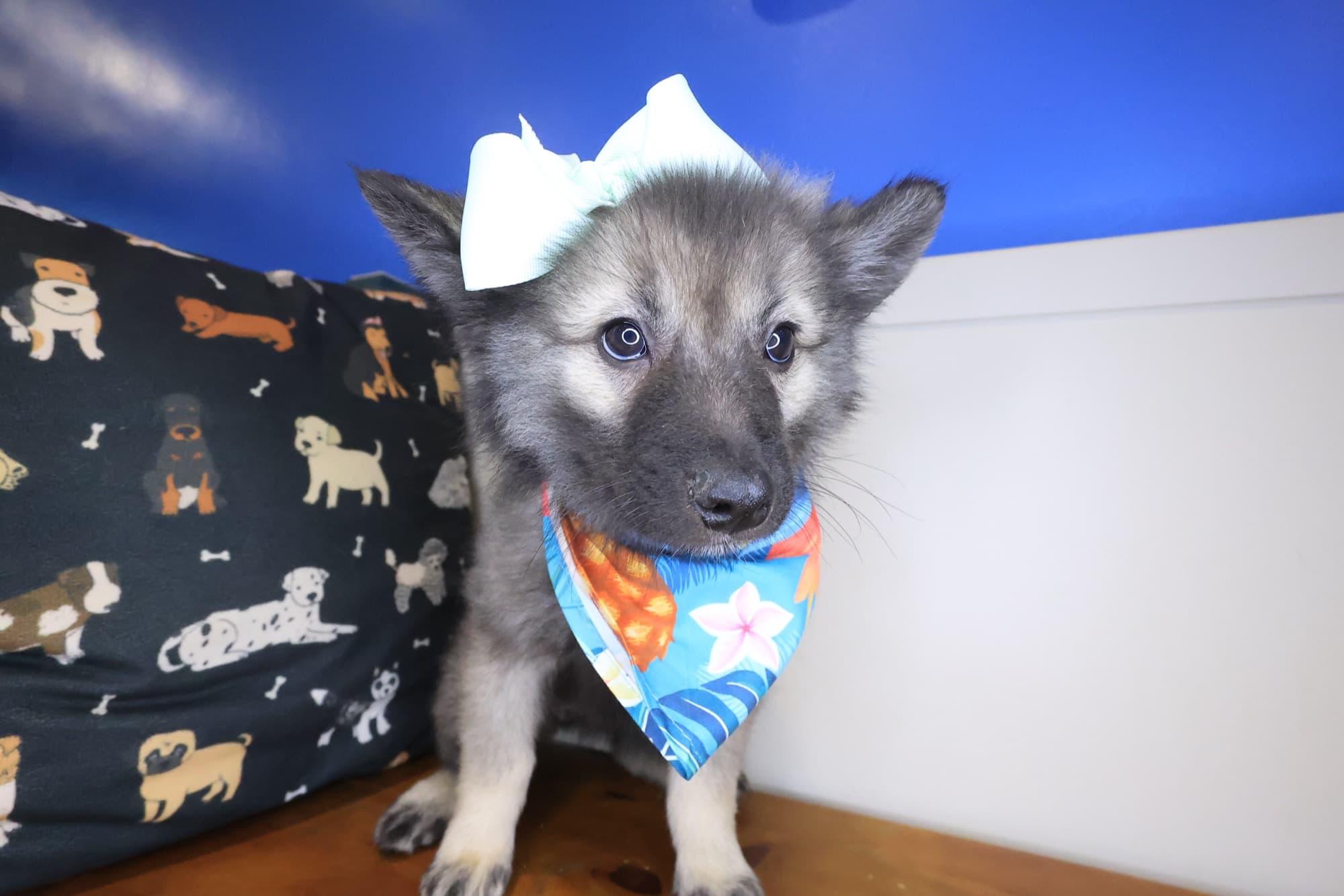 Quinn, Keeshond puppy