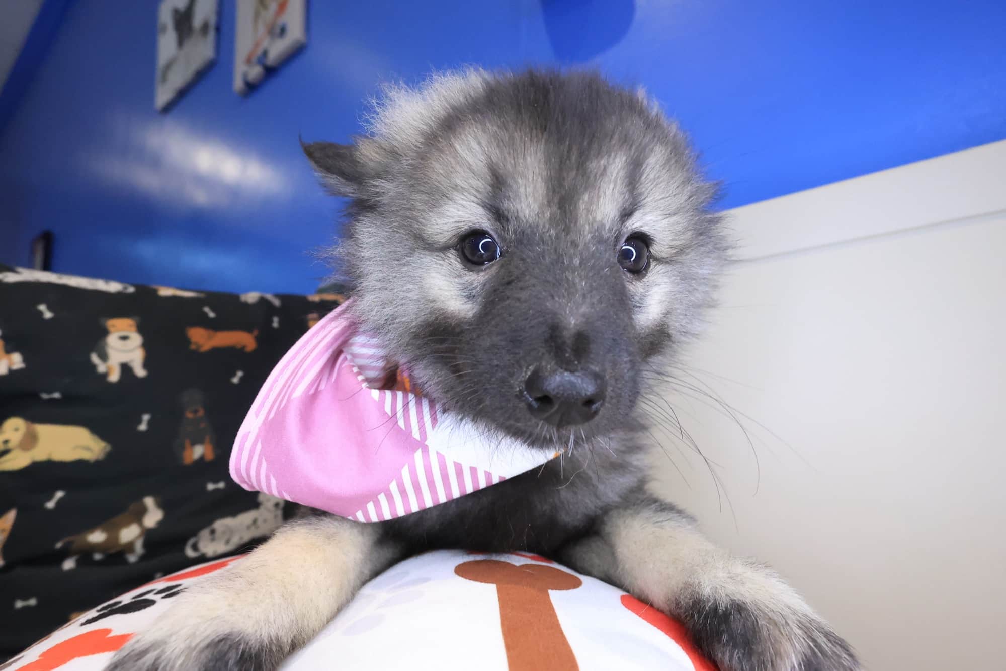 Daniela, Keeshond puppy