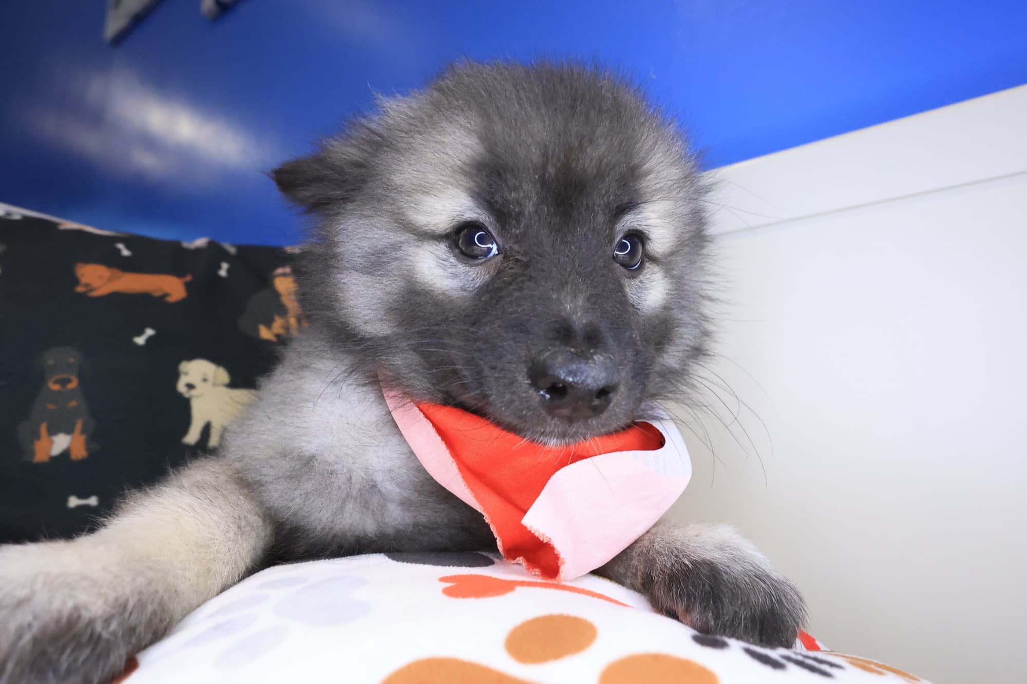 Giovanni, Keeshond puppy