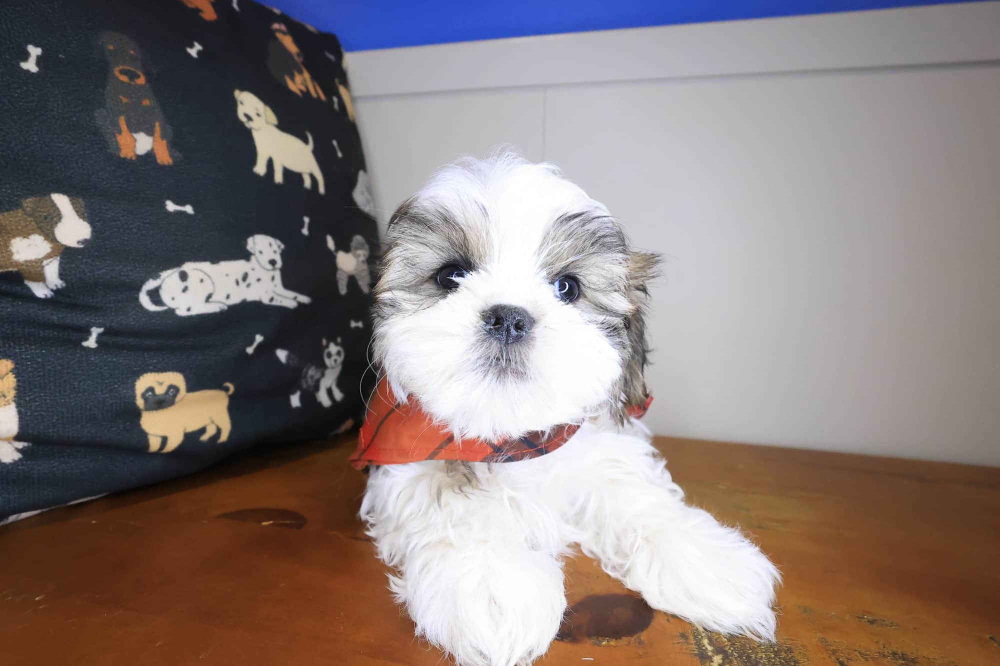 Augie, Malshi puppy