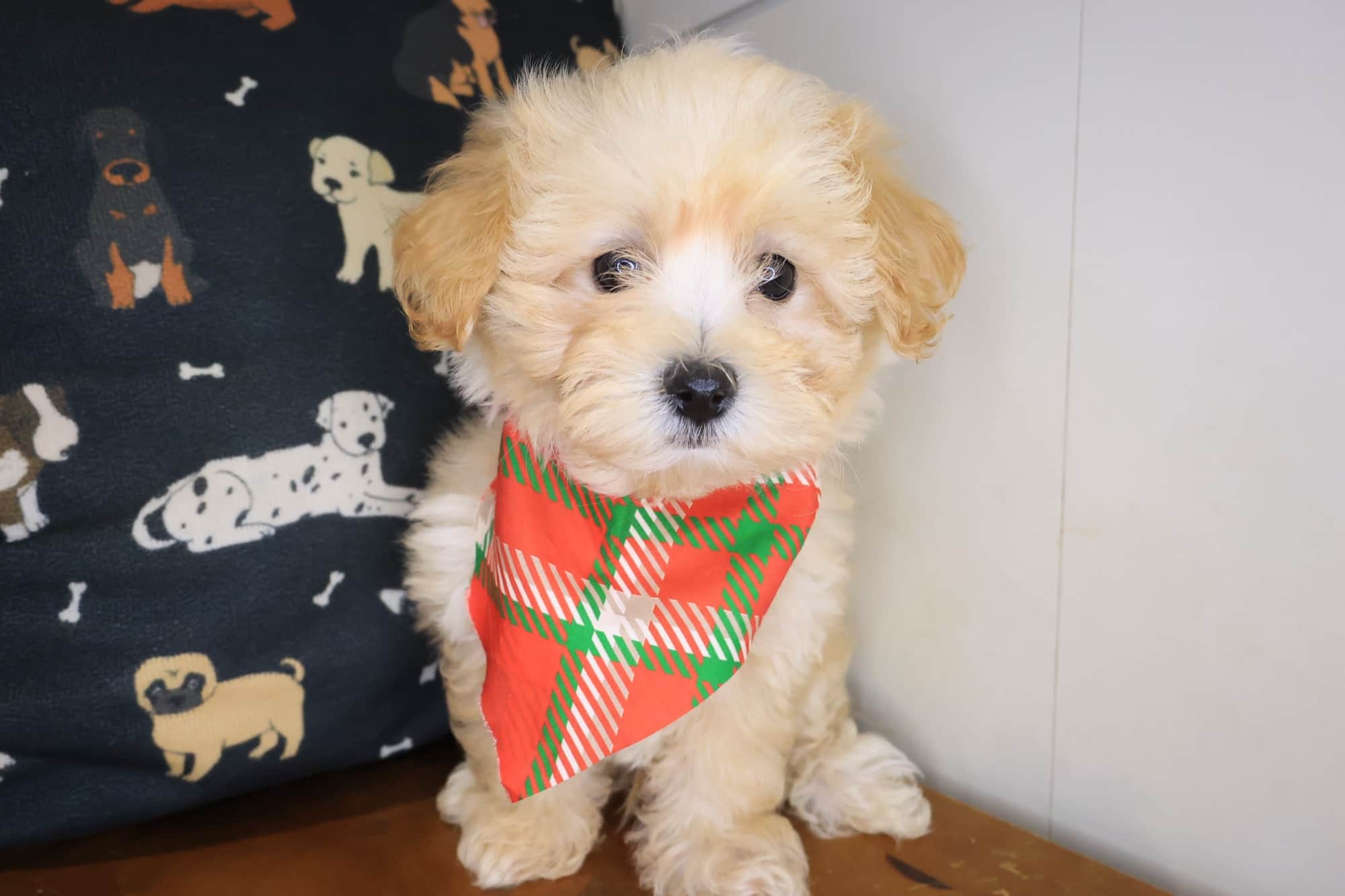 Bailey, Maltipoo puppy