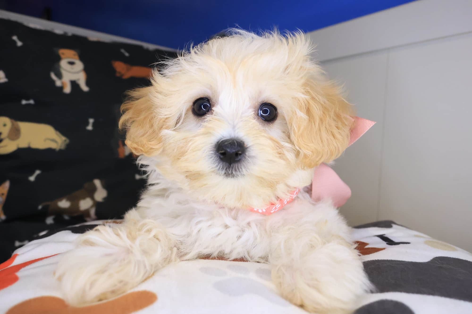 Sugarplum, Maltipoo puppy