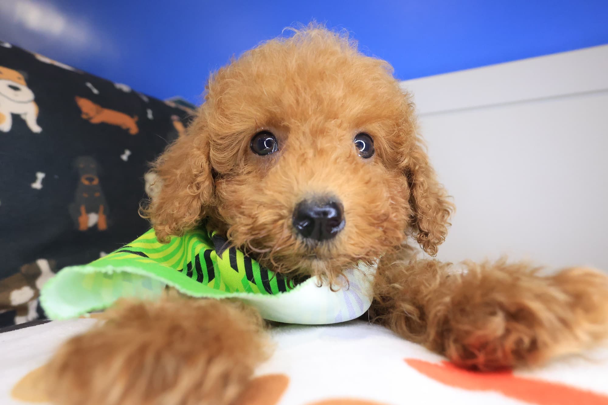 Archibald, Poodle puppy