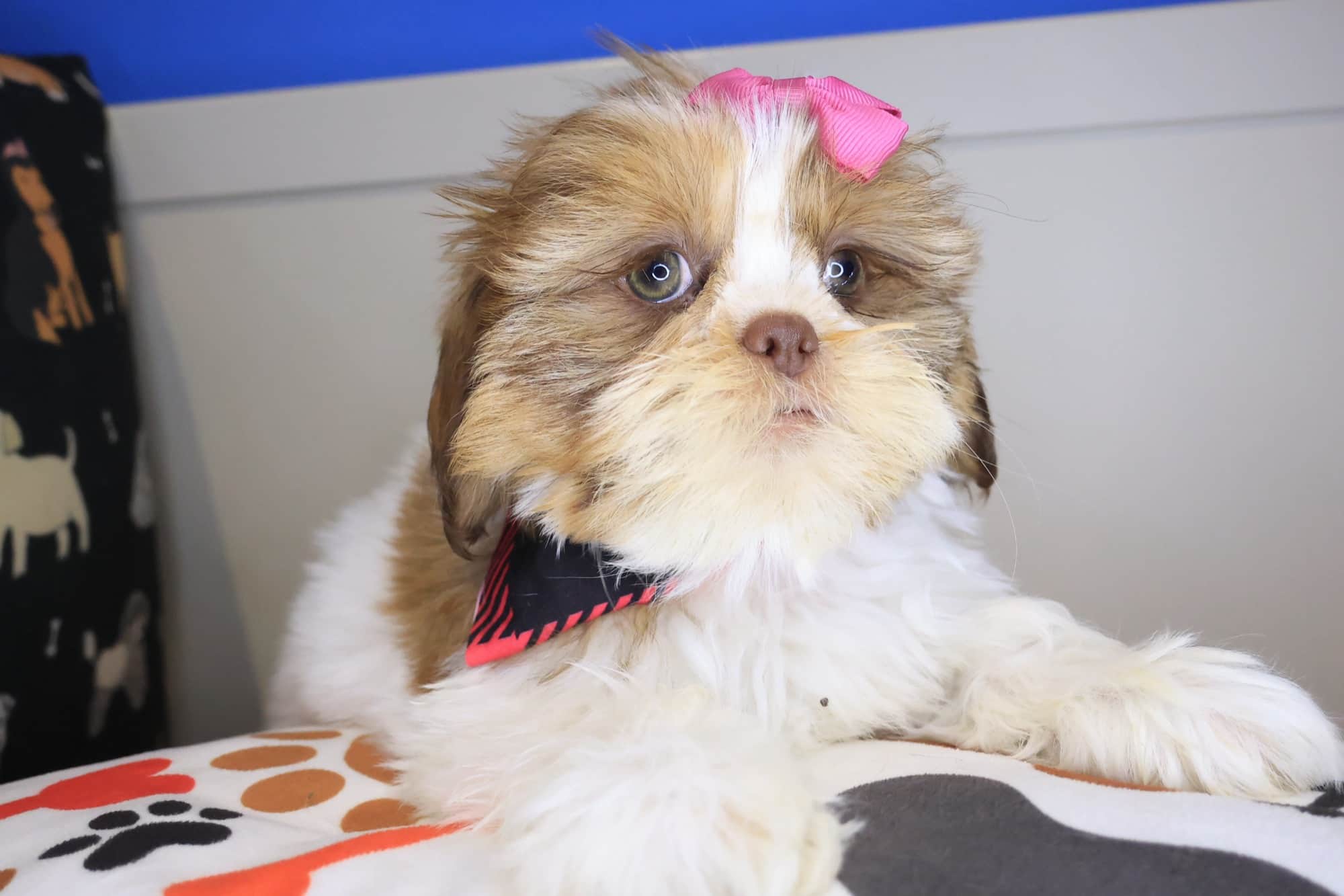 Diary, Shih Tzu puppy