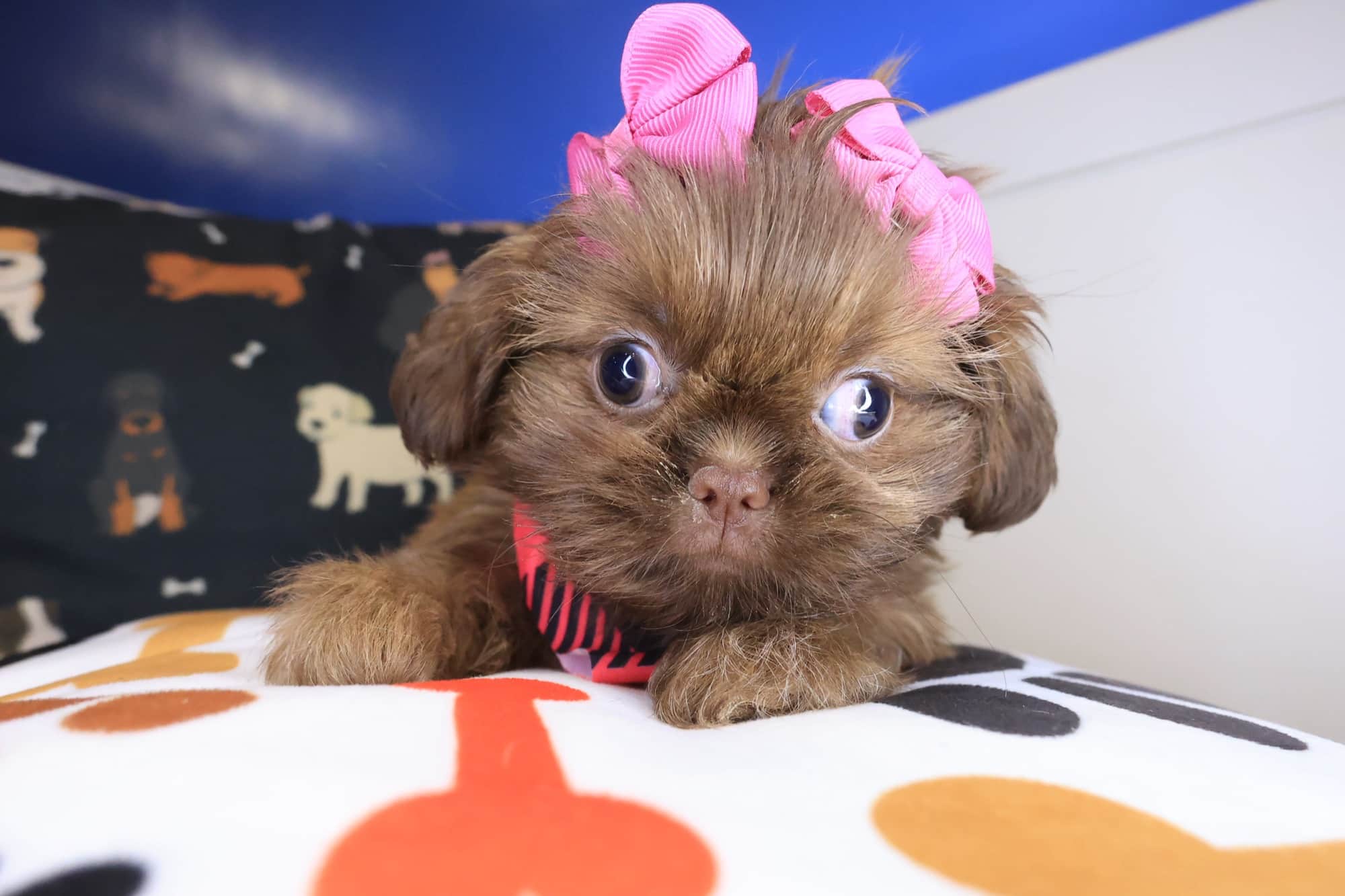 Iris, Shih Tzu puppy