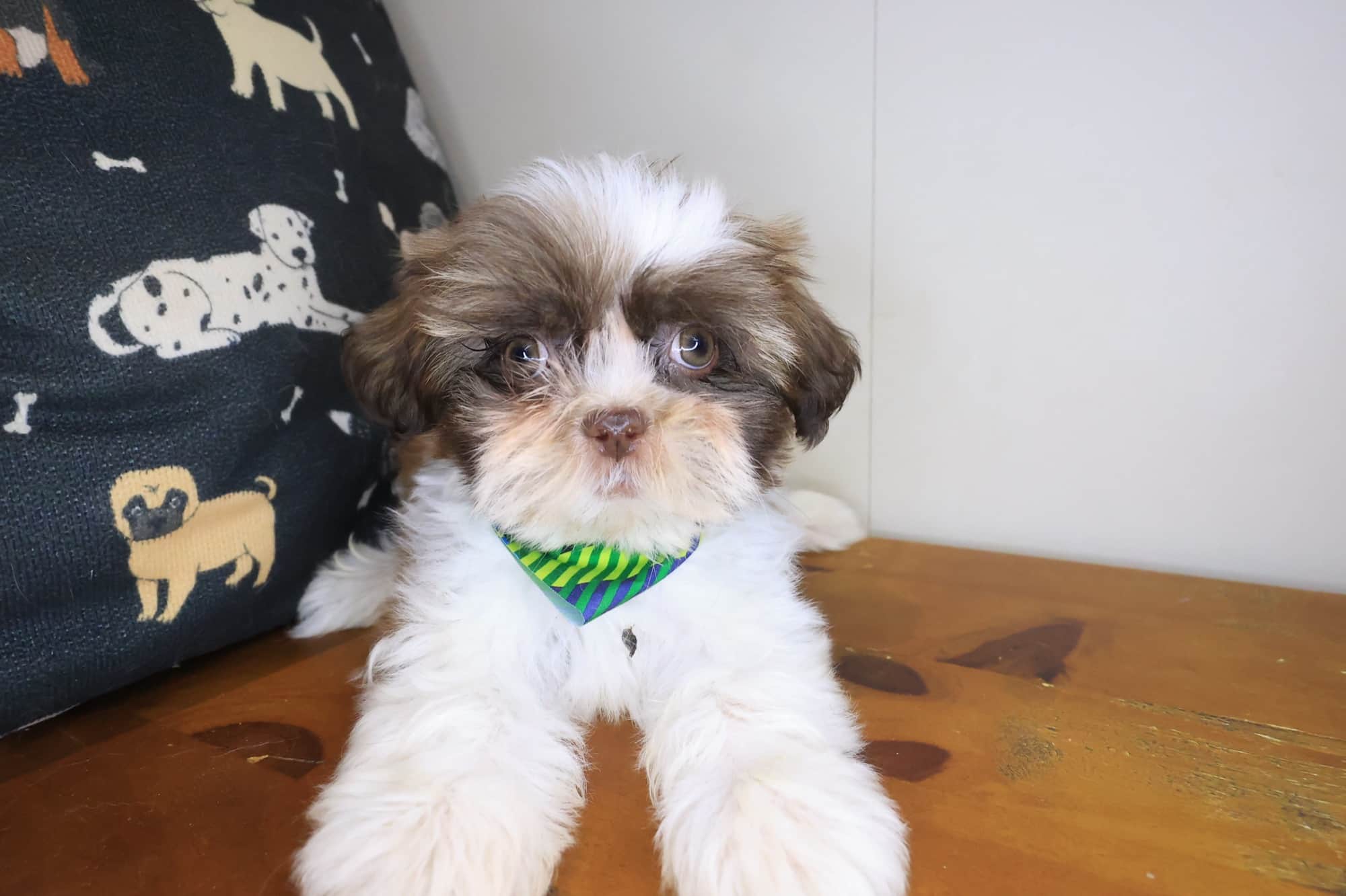 Kutu, Shih Tzu puppy