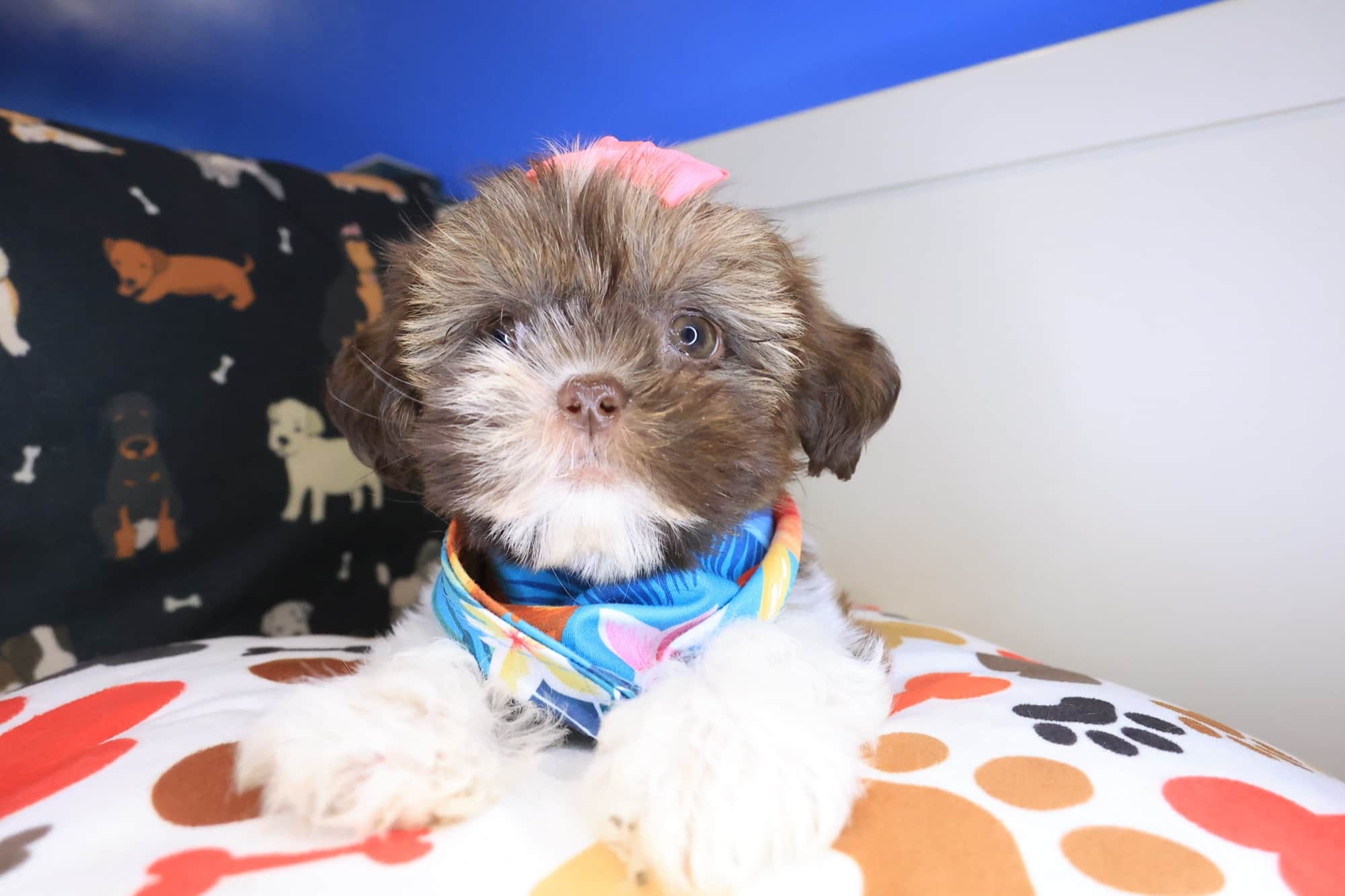 Ferny, Shih Tzu puppy