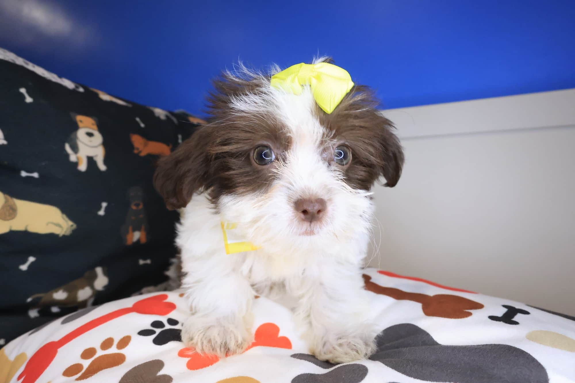 Tessa, Teddy Bear puppy