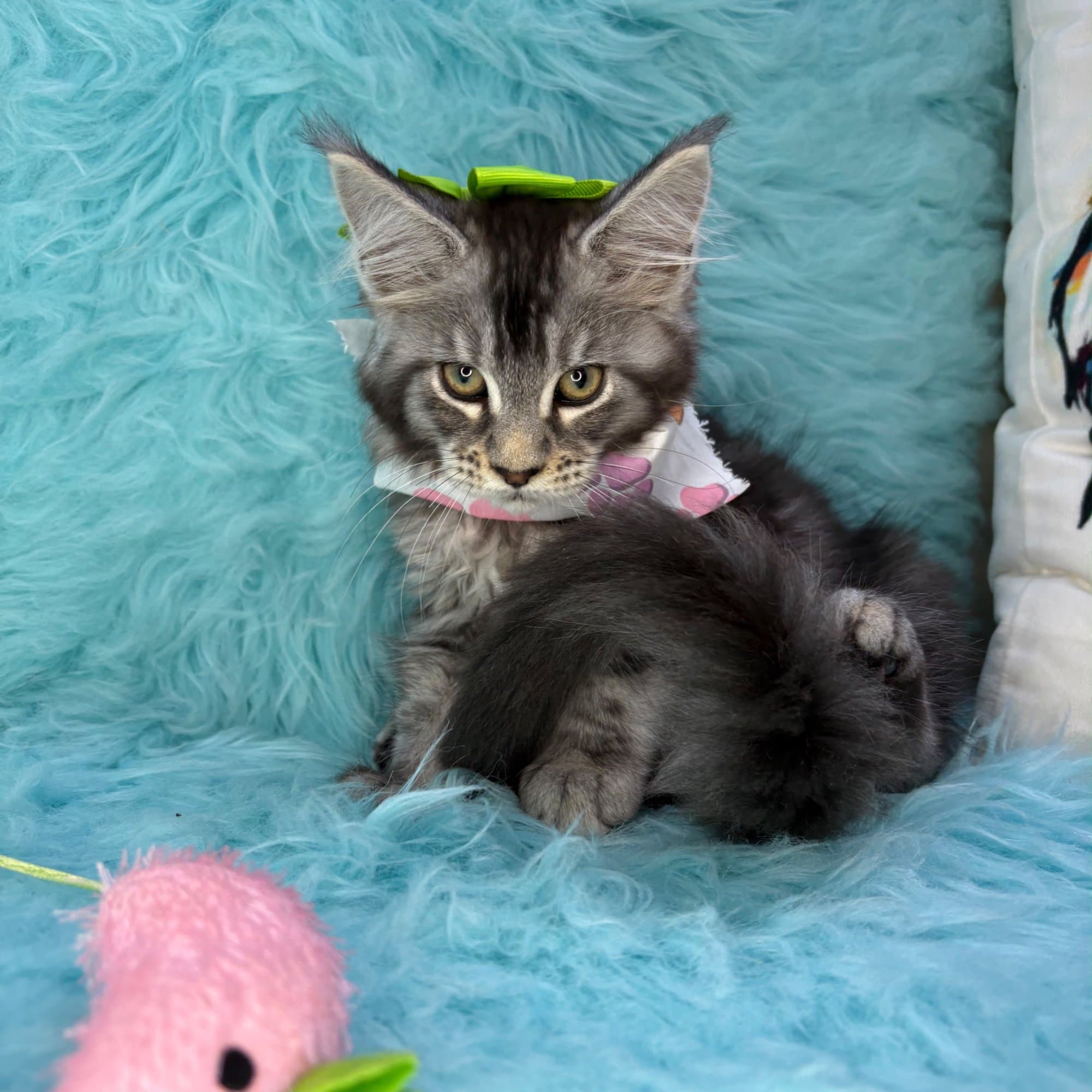 Lady, Maine Coon puppy