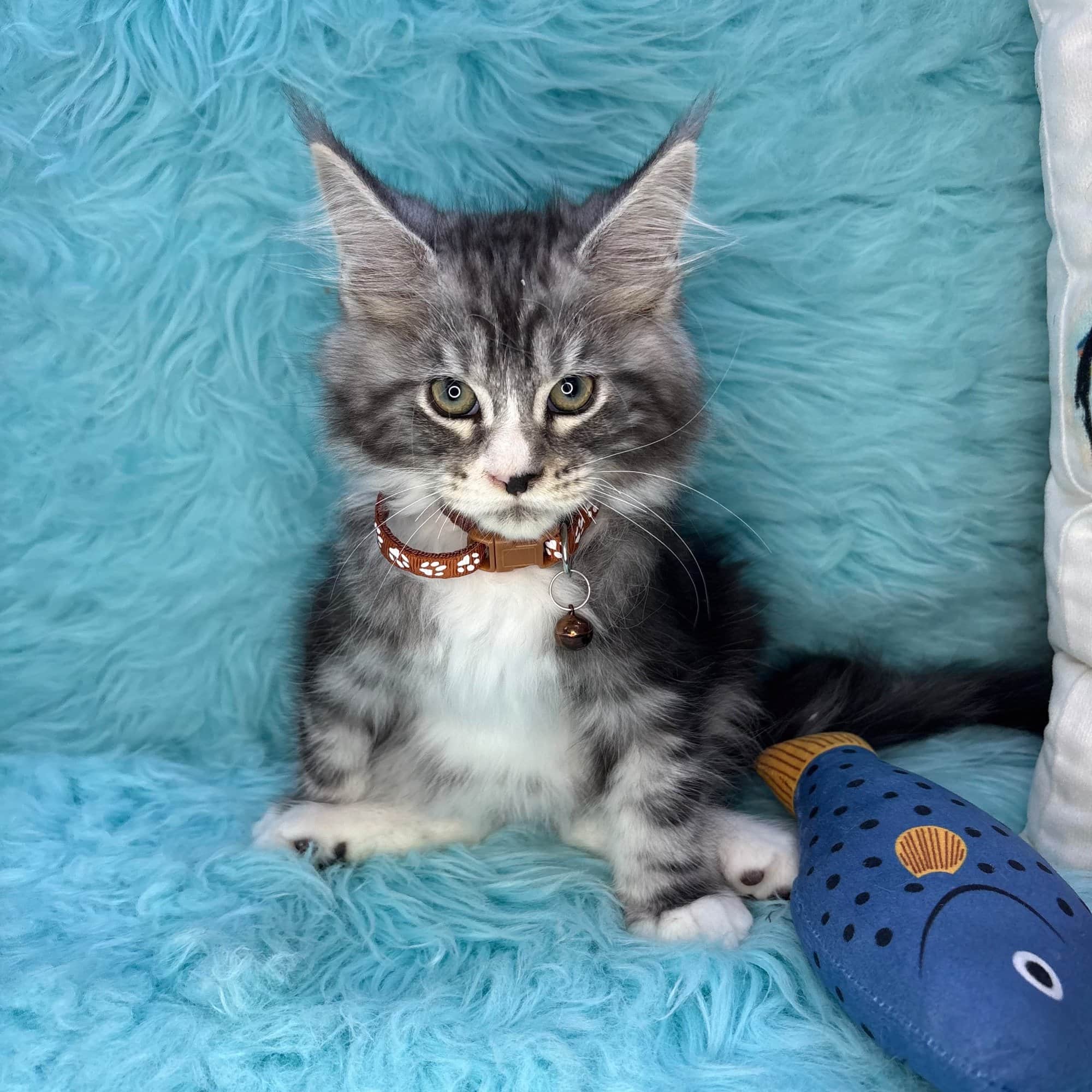 Binky, Maine Coon puppy