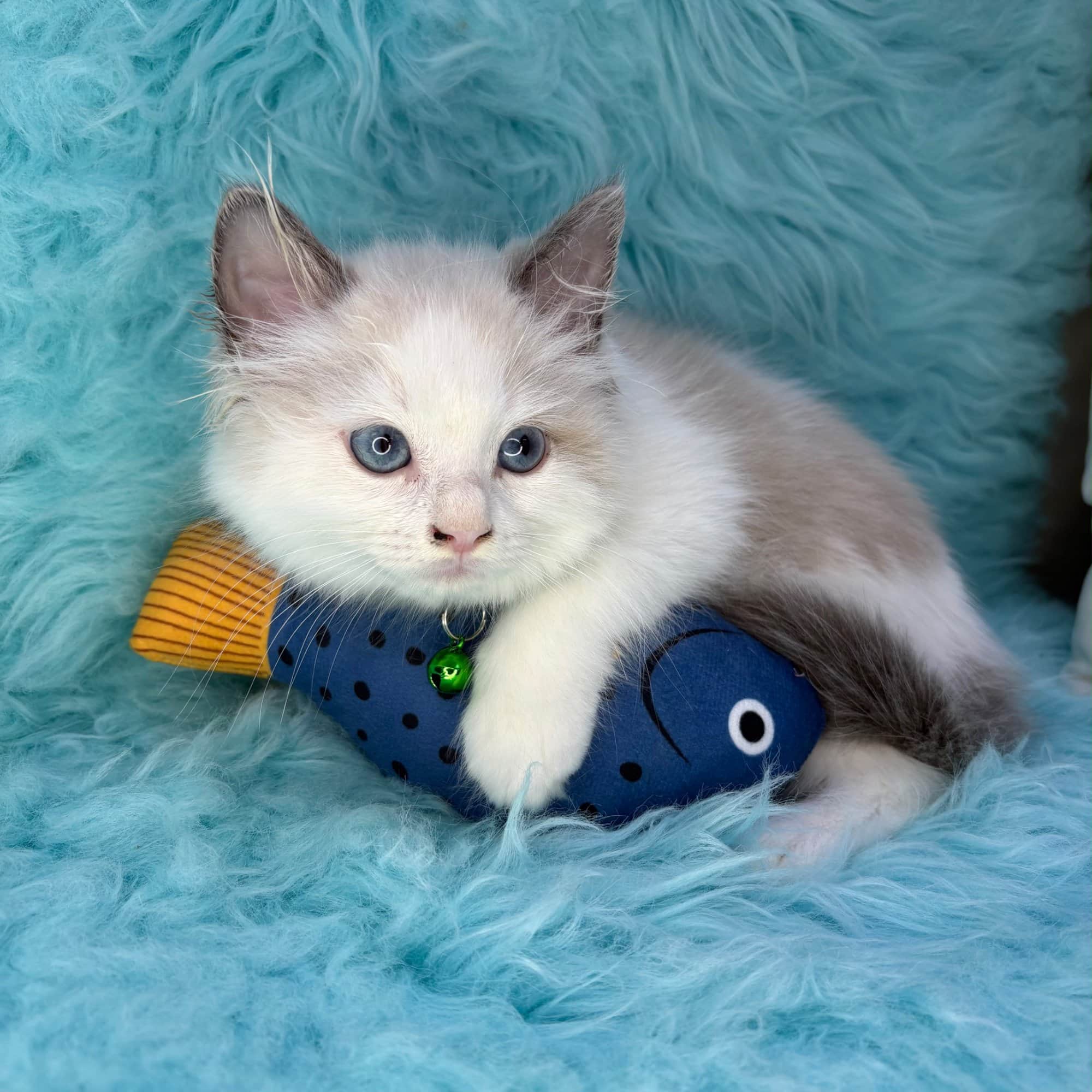 Rolo, Ragdoll puppy