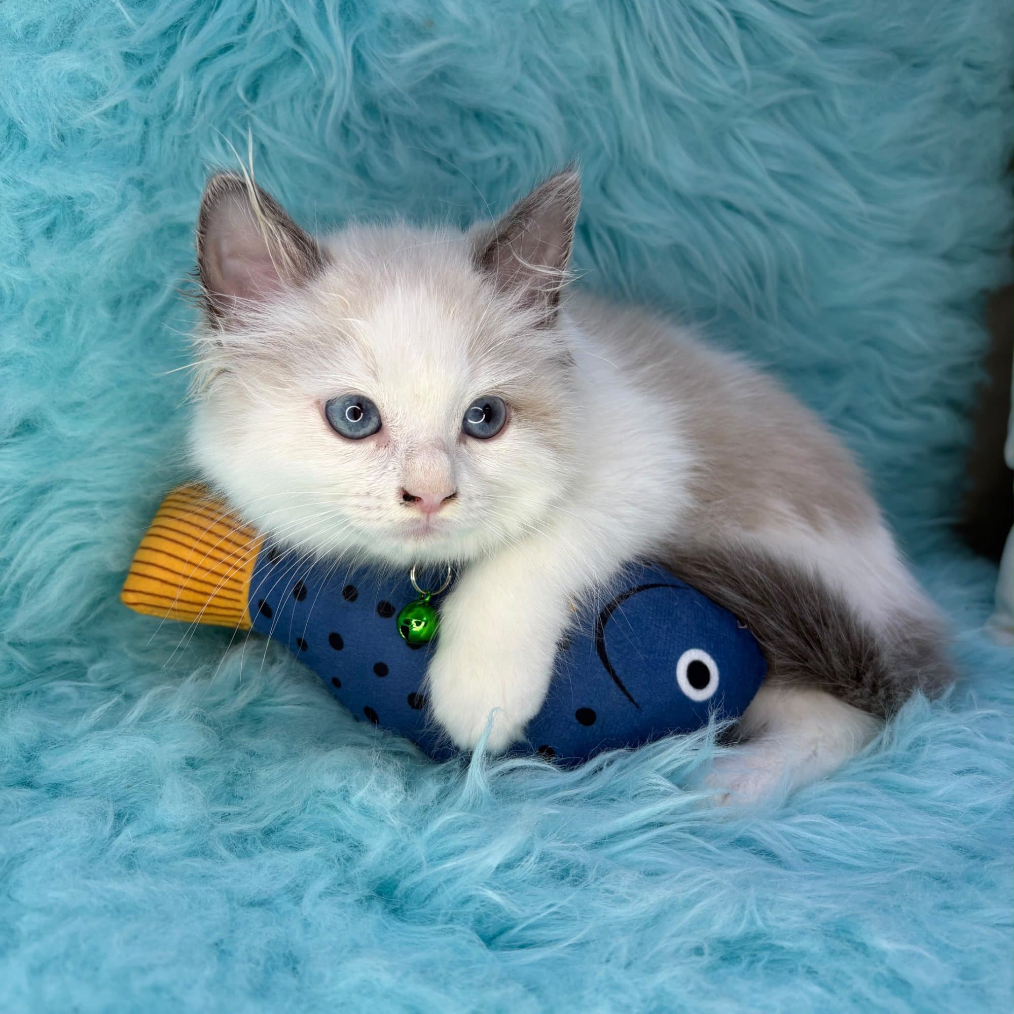 Rolo, Ragdoll puppy