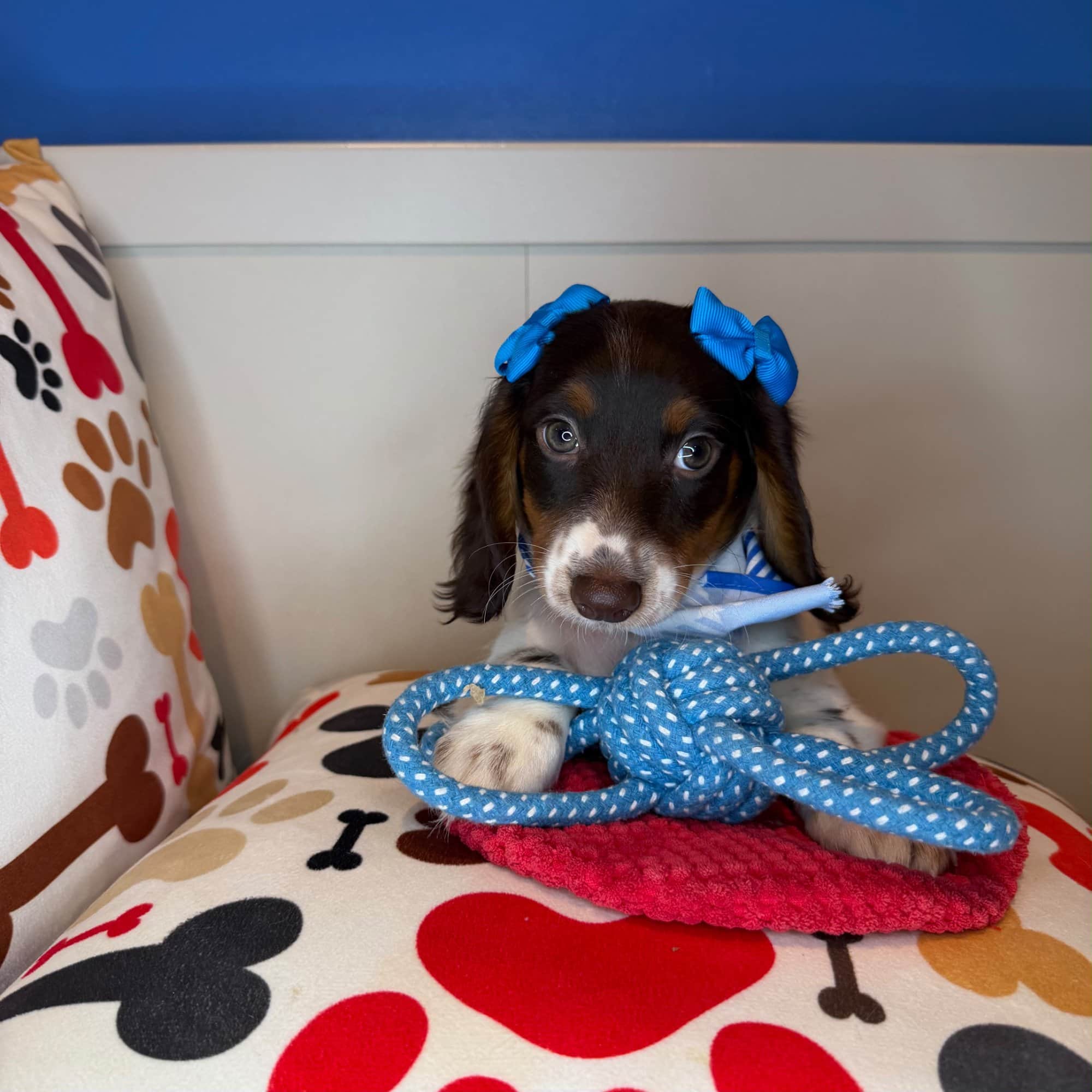 Zuzu, Dachshund puppy