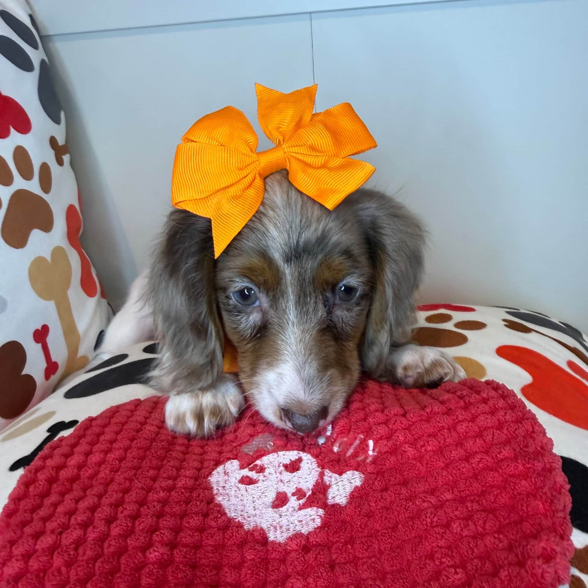 Queenie, Dachshund puppy