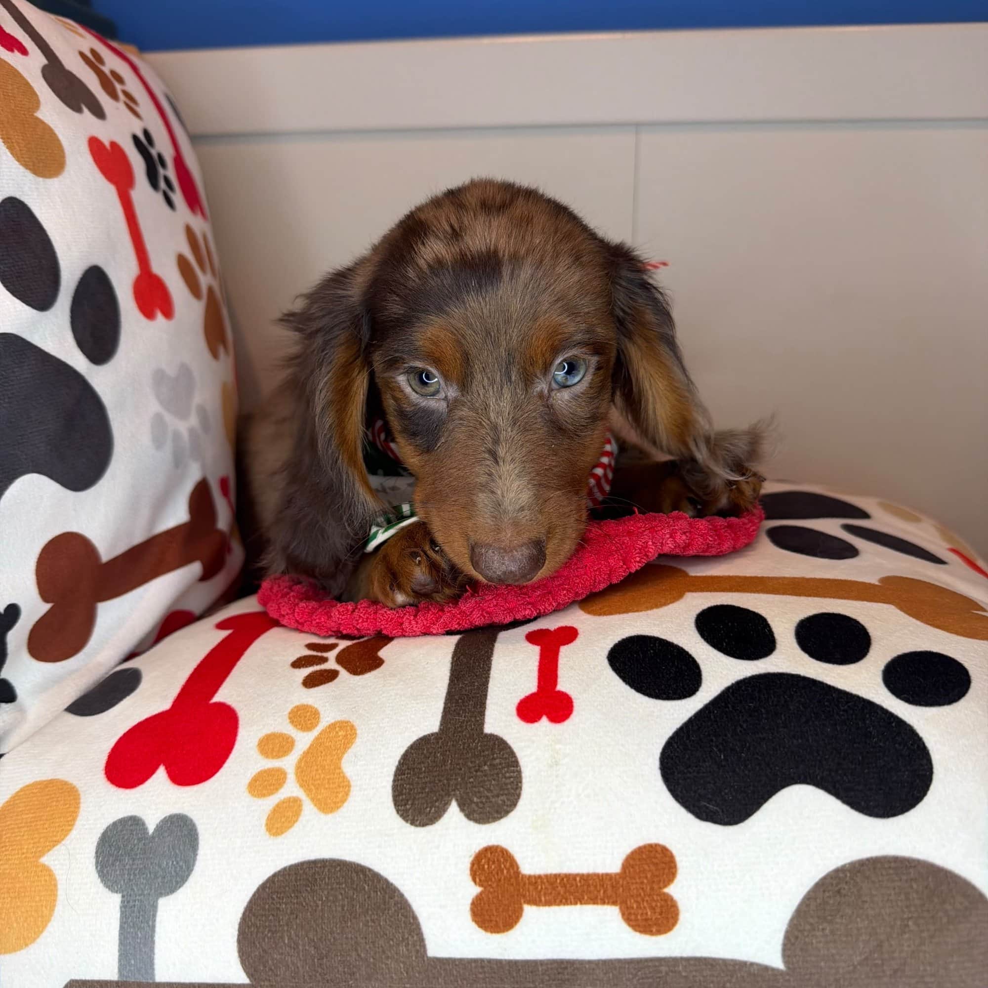 Stash, Dachshund puppy