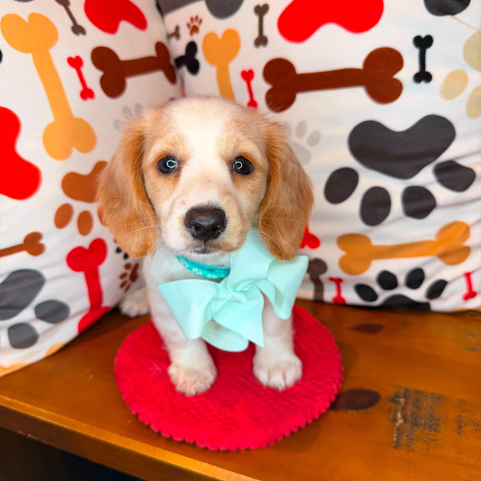 Kyra, Dachshund puppy