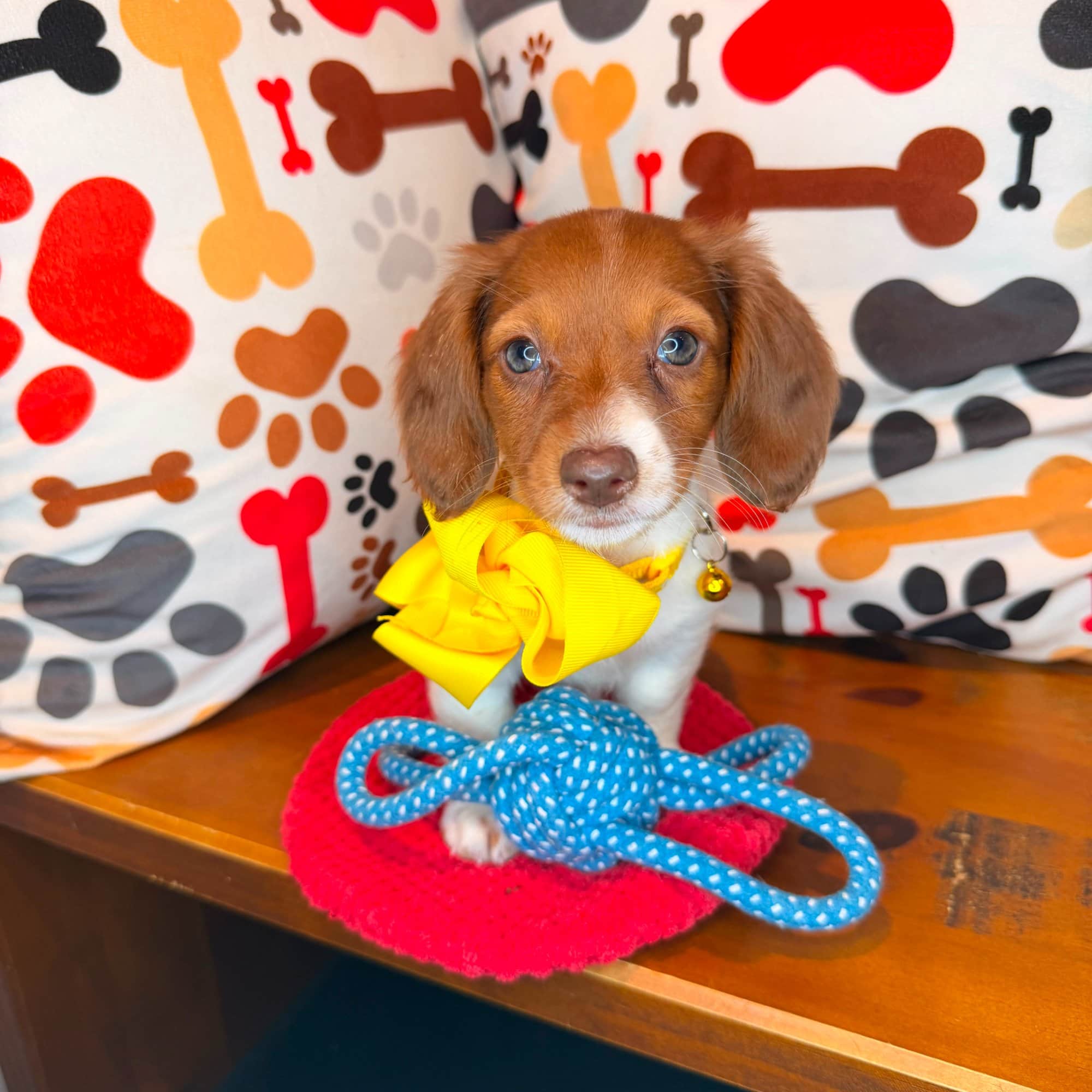 Midnight, Dachshund puppy