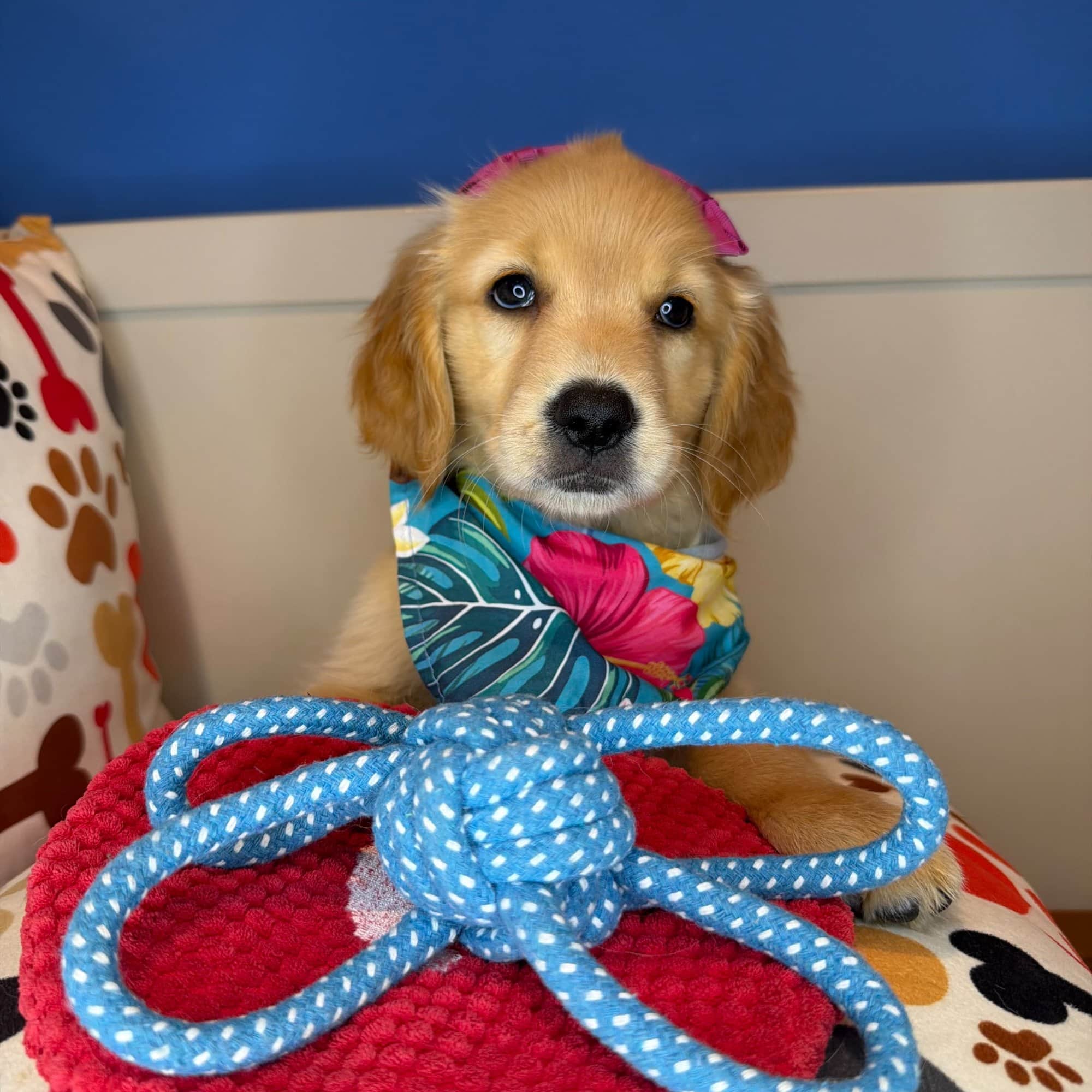 Eclair, Golden Retriever puppy