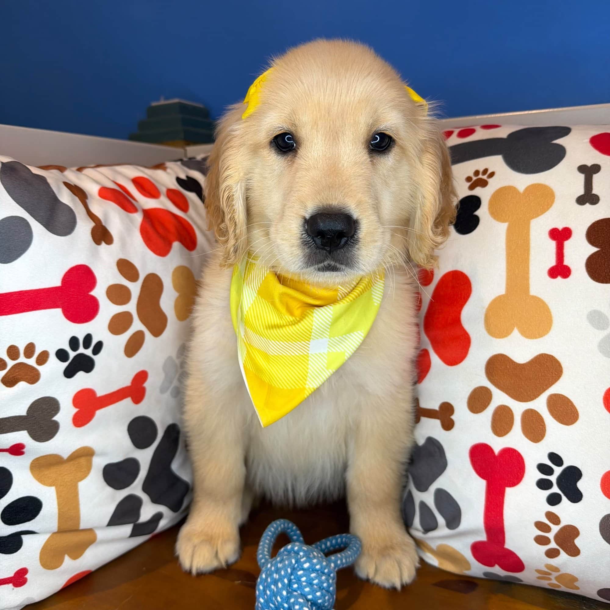 Bernie, Golden Retriever puppy