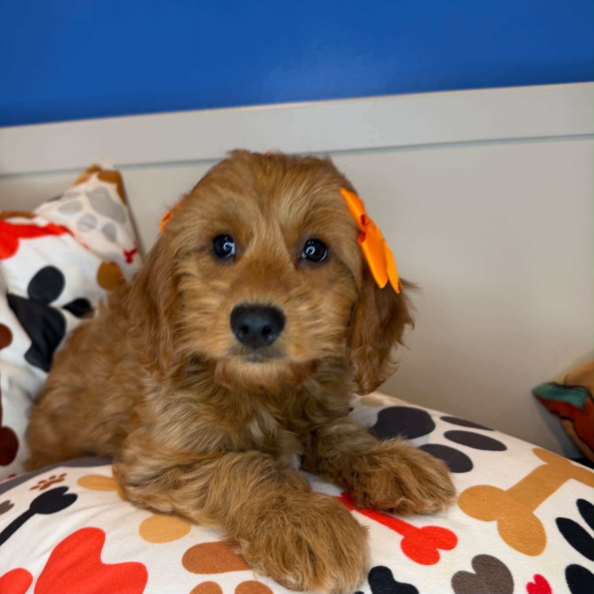Juniper, Goldendoodle puppy