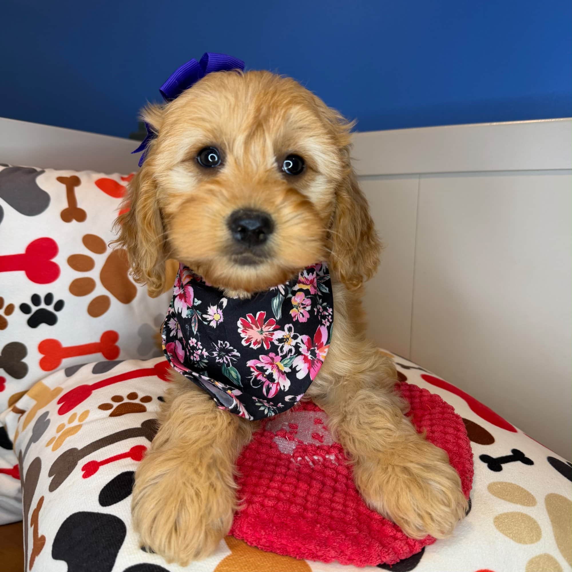Saffron, Goldendoodle puppy