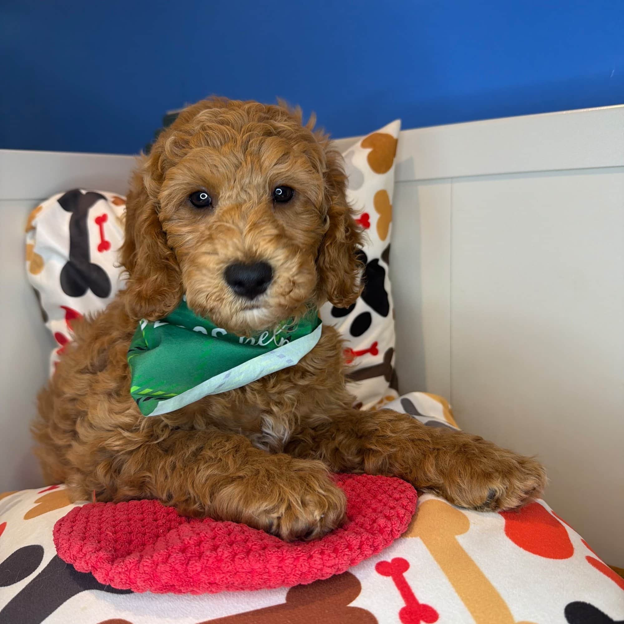 Chiku, Goldendoodle puppy