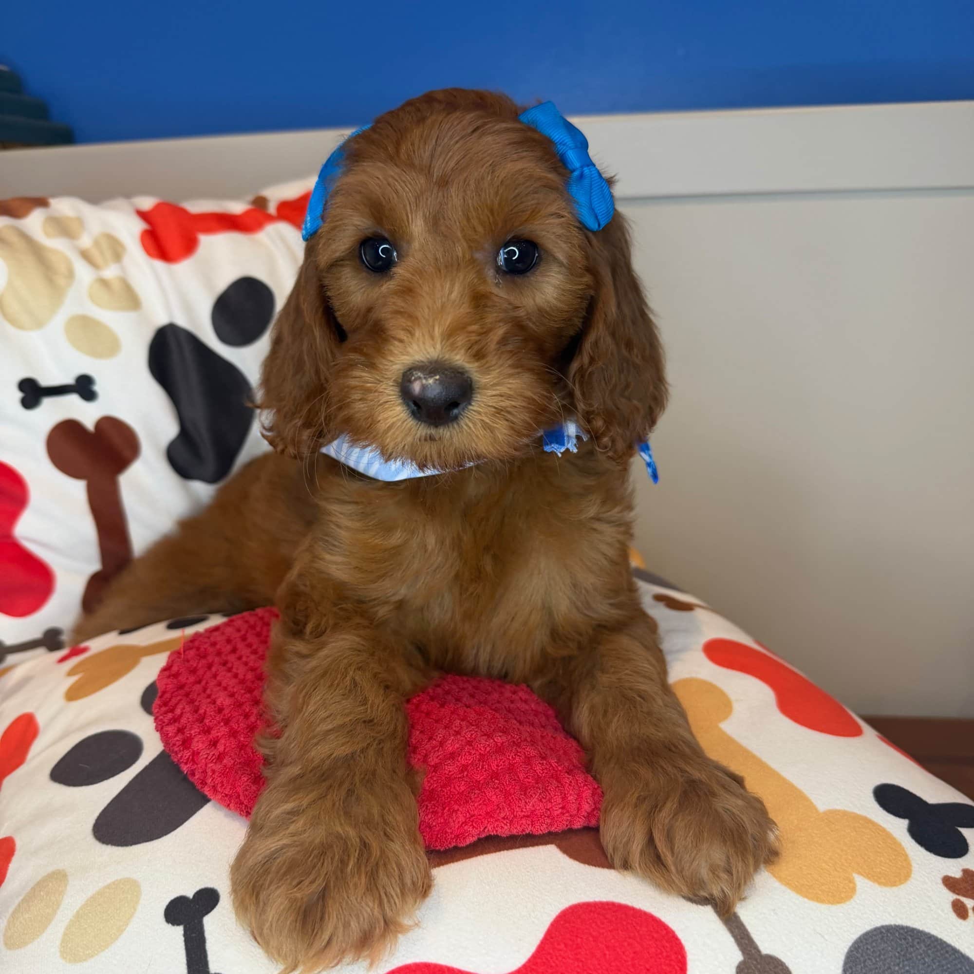 Airin, Goldendoodle puppy