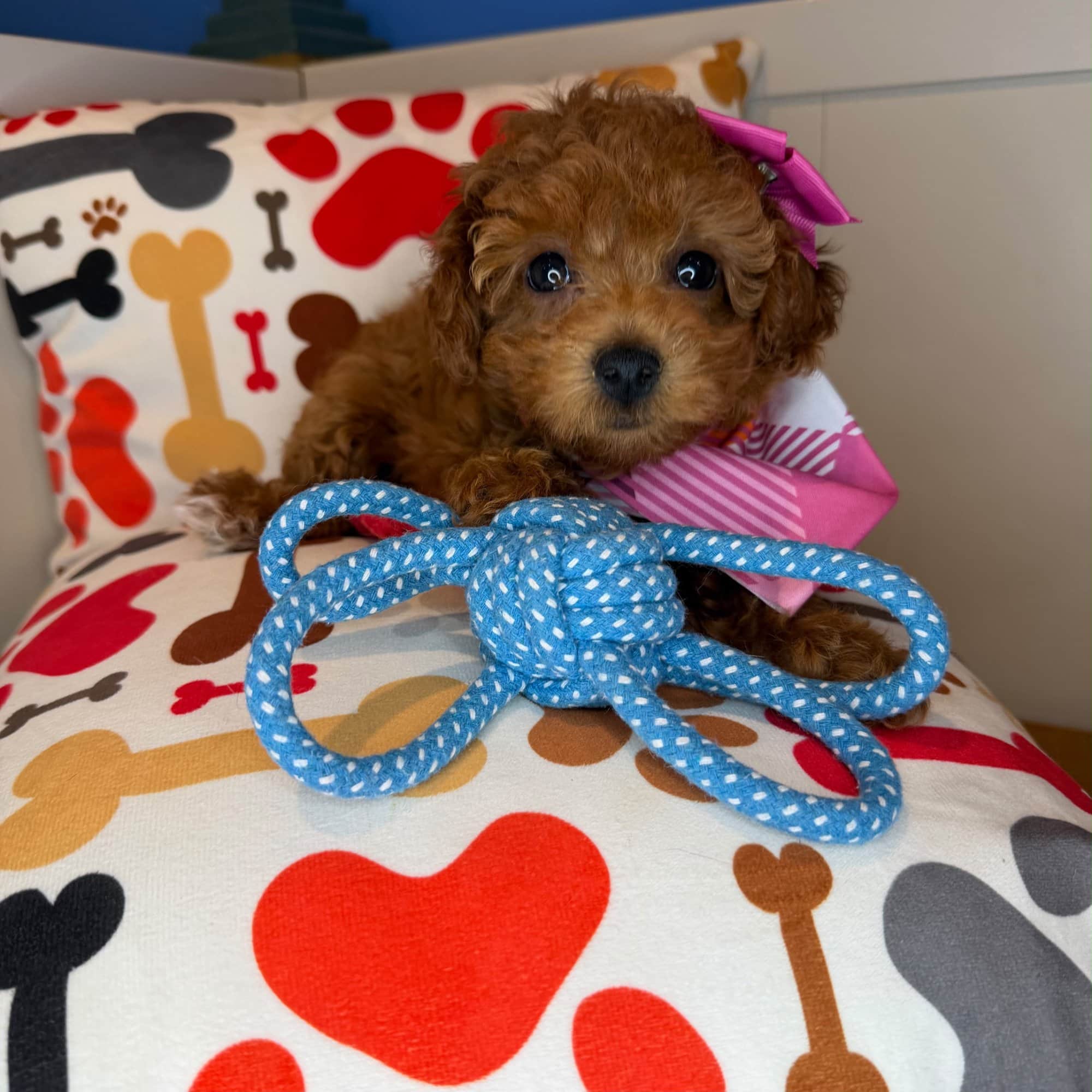 Harper, Poodle puppy