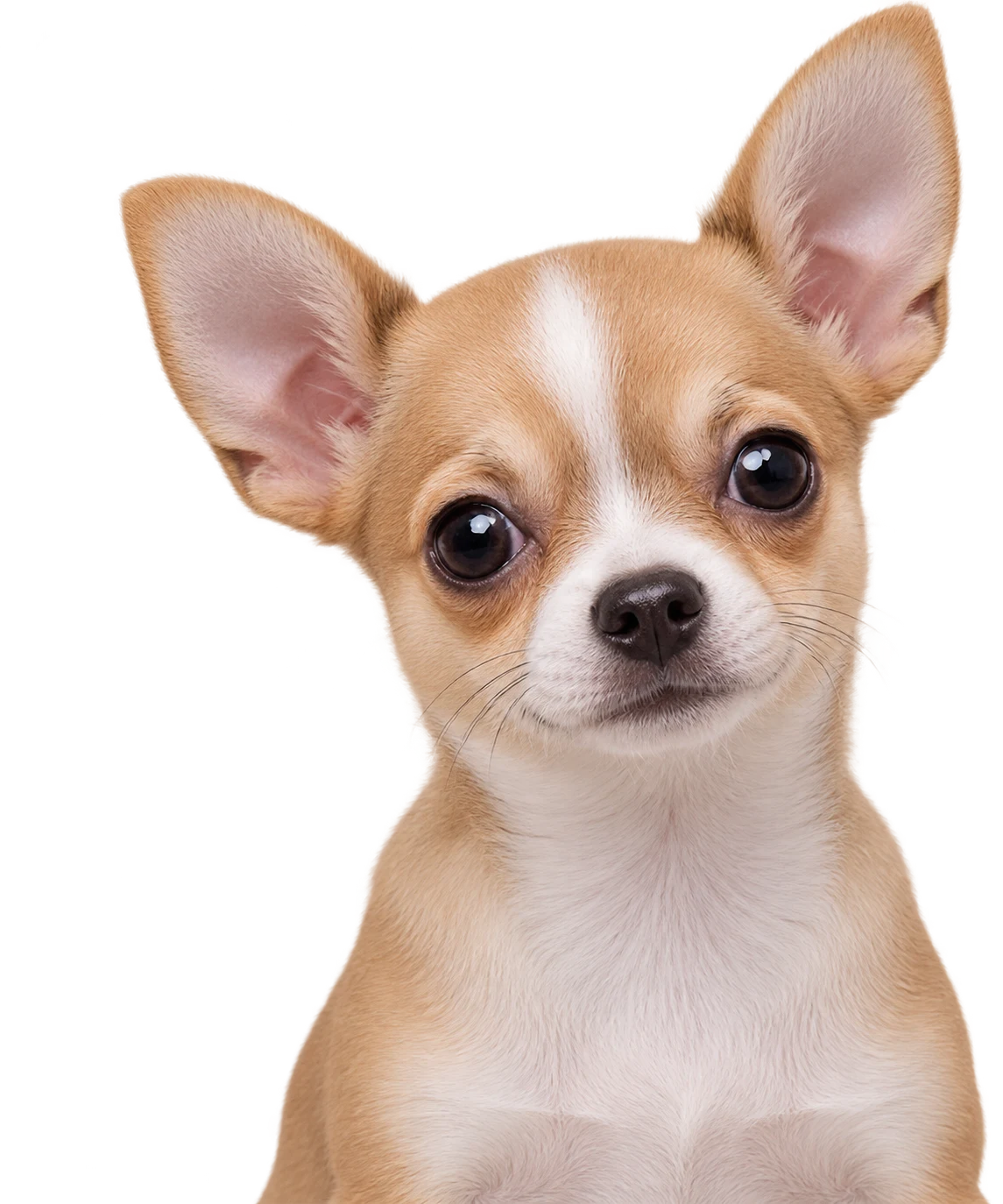 A Chihuahua puppy