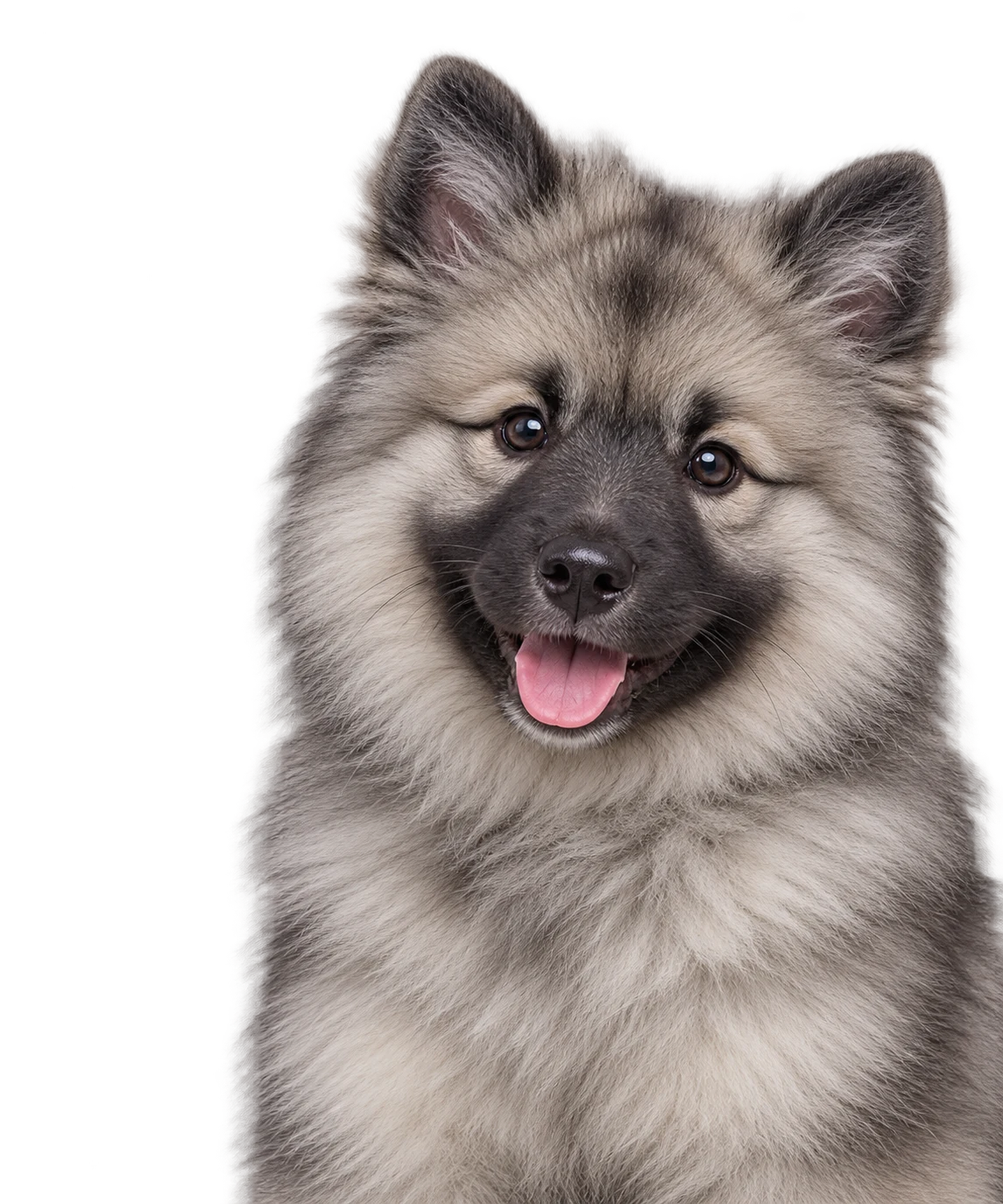 A Keeshond puppy