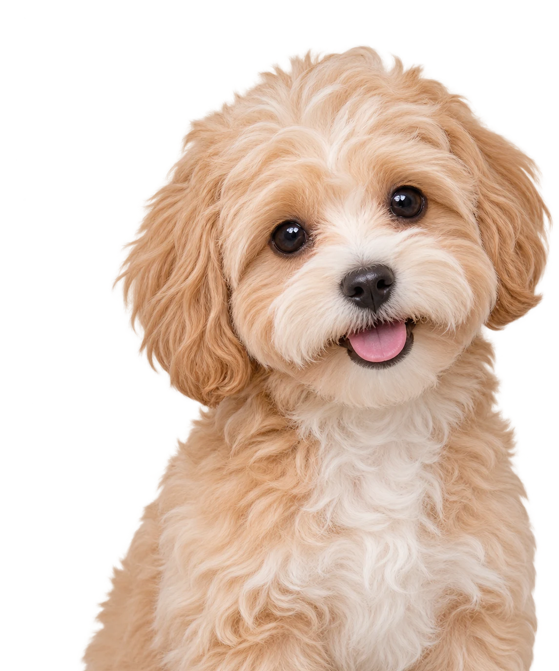 A Maltipoo puppy