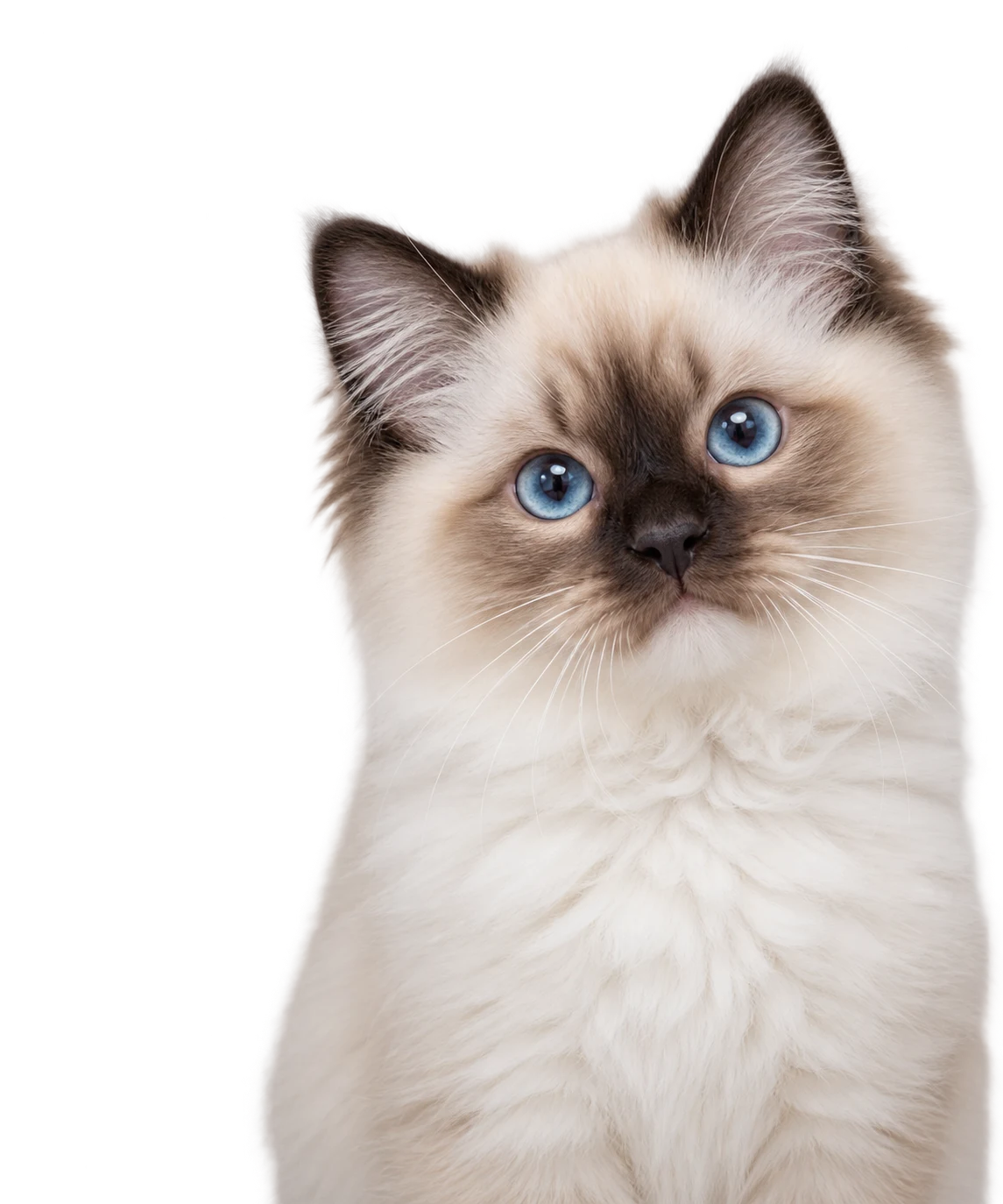 A Ragdoll puppy