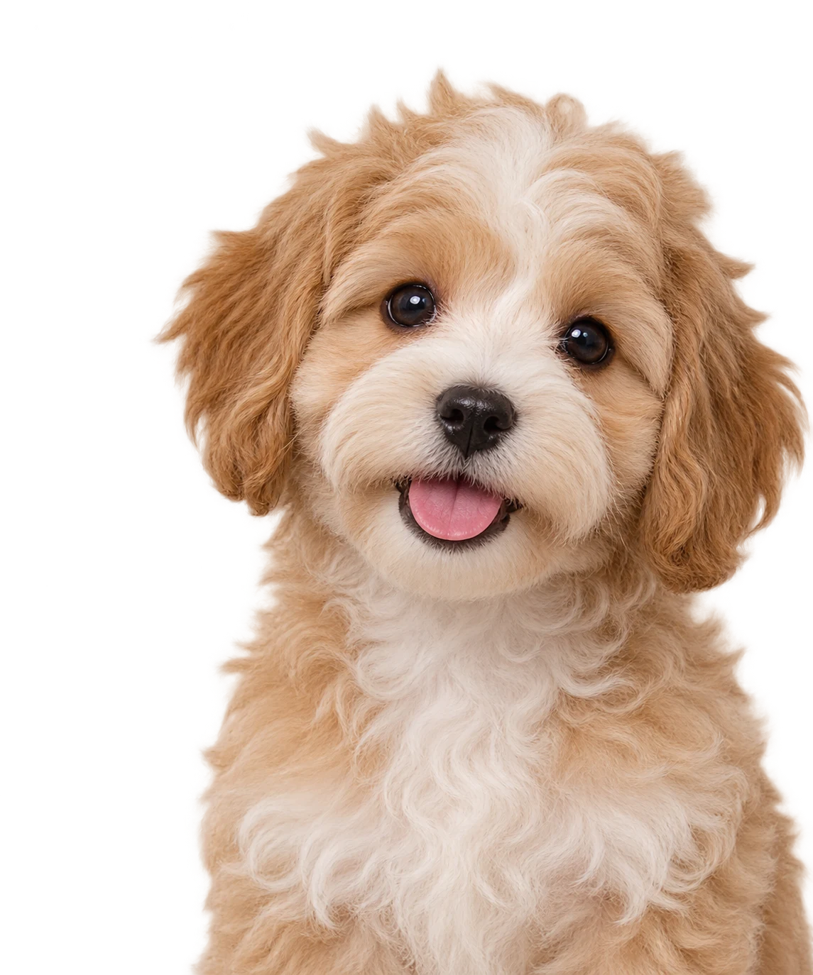A Shihpoo puppy
