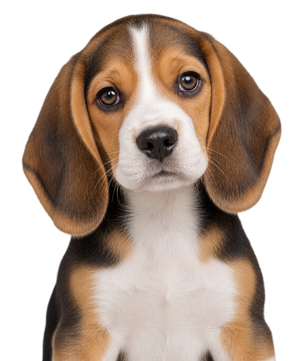A Beagle puppy