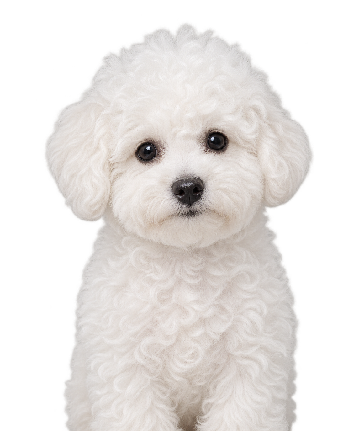 A Bichon Frise puppy