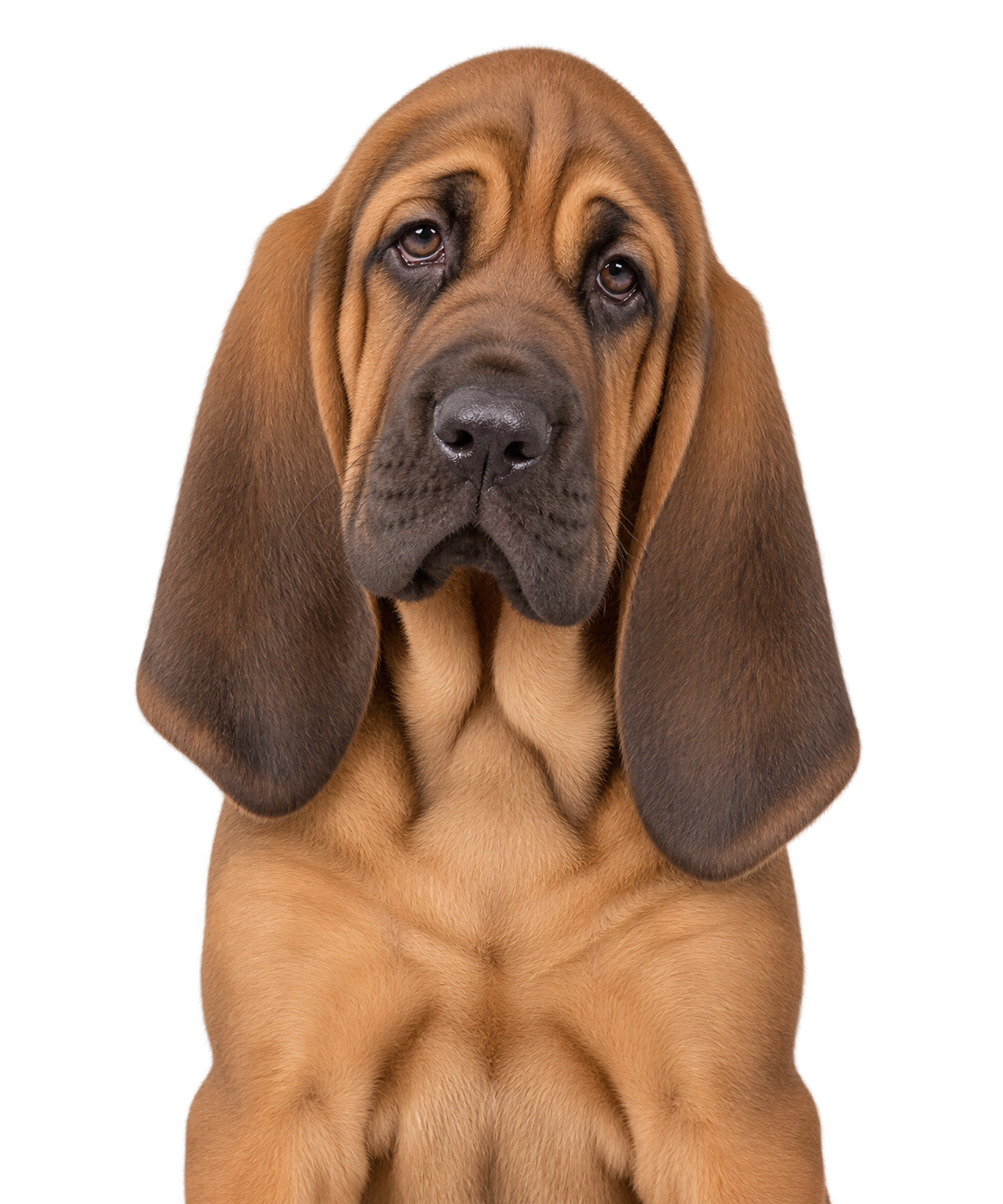 A Bloodhound puppy