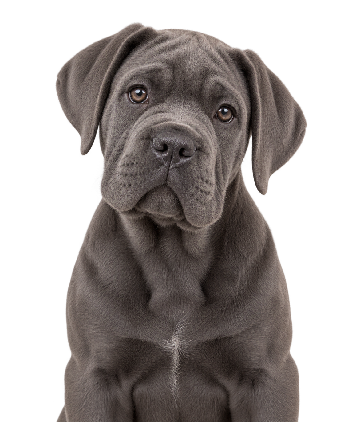 A Cane Corso puppy