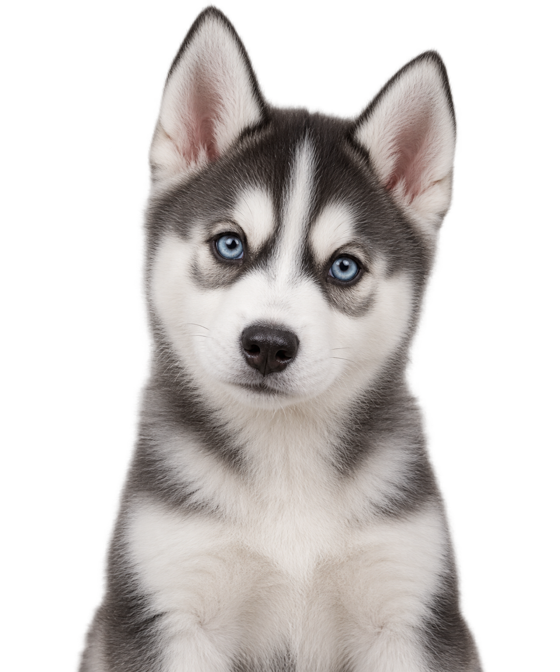A Siberian Husky puppy
